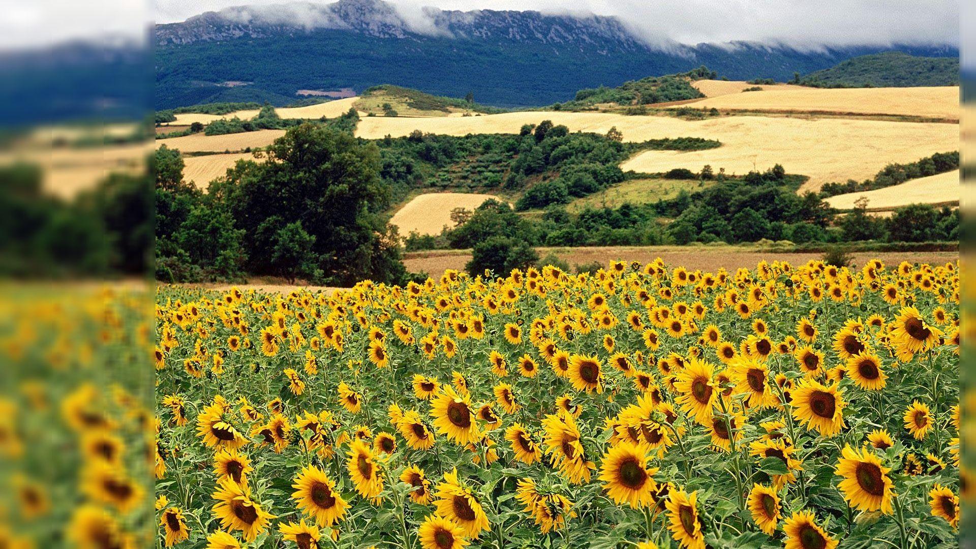 1920x1080 Free download Nature Desktop Wallpaper Summer wallpaper
