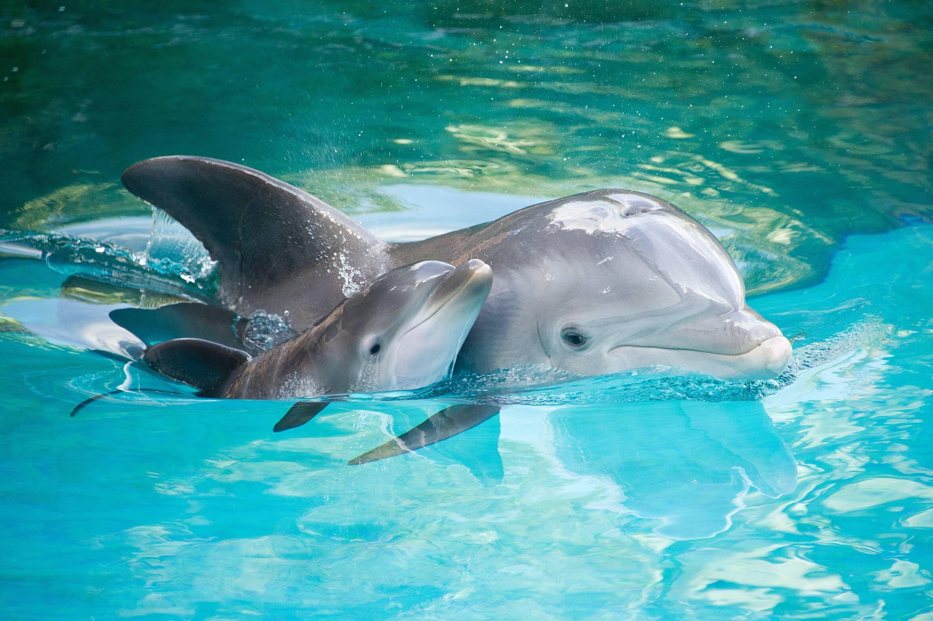 3000x1997 animal dolphin background image desktop wallpaper in HD