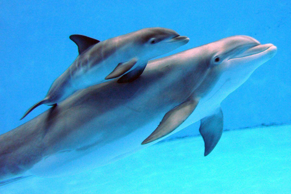 1200x800 Dolphin Wallpaper Free