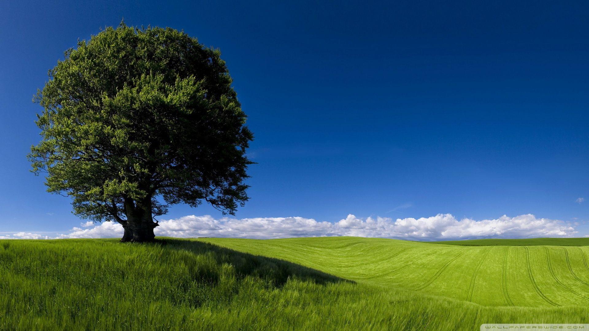 Summer Nature Desktop Wallpapers - Top Free Summer Nature Desktop