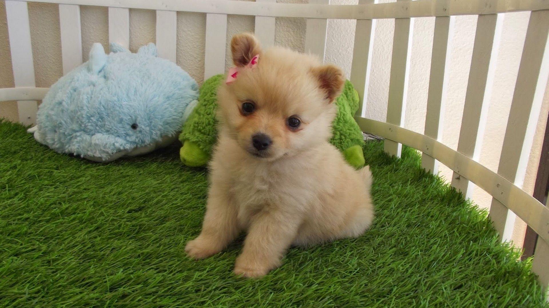 1920x1080 Puppies Desktop Wallpaper. Best HD Wallpaper