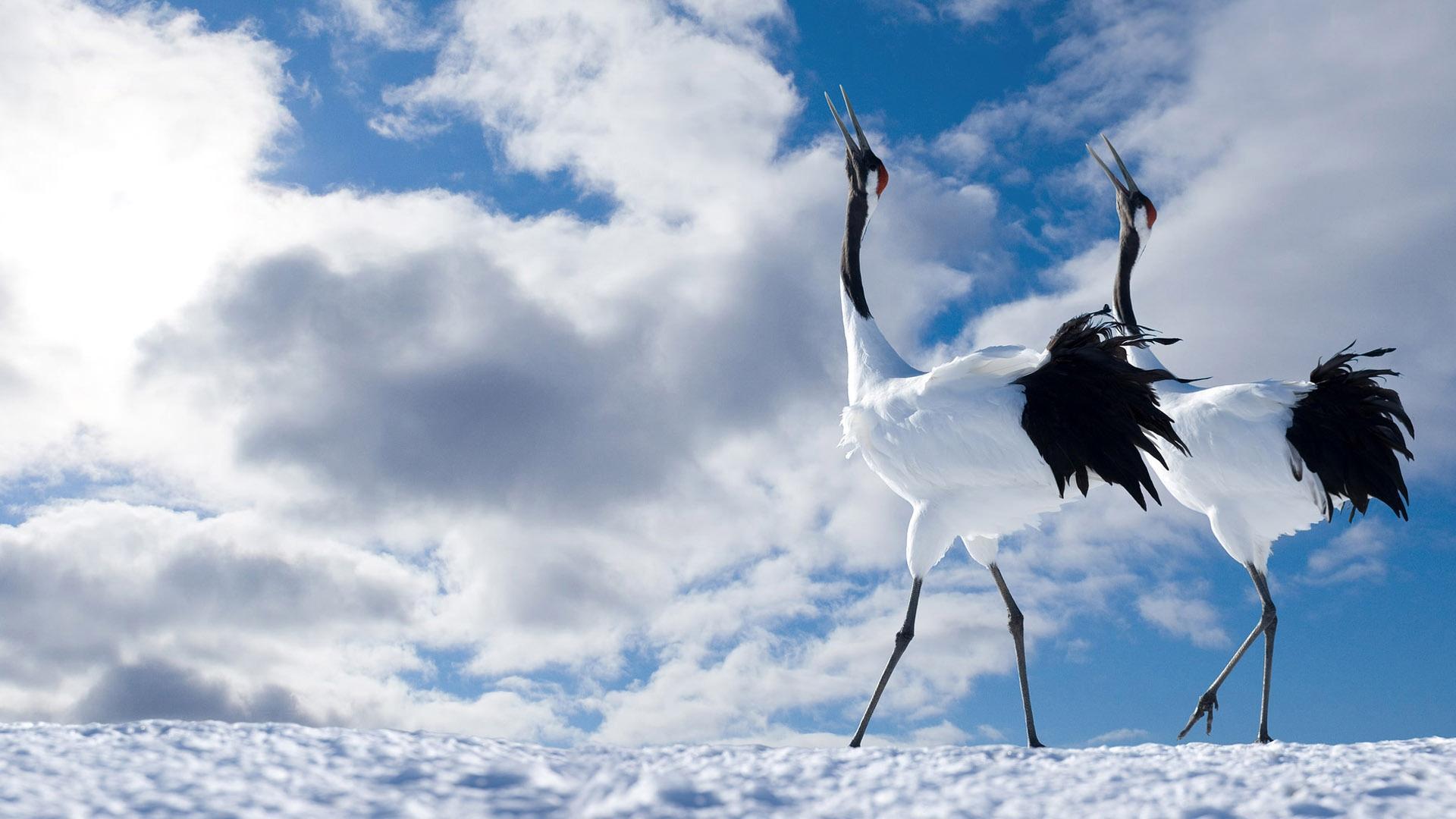 1920x1080 Winter Birds HD desktop wallpaper : Widescreen : High