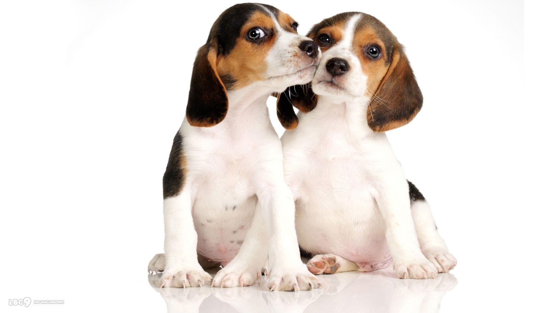1920x1080 Puppies Desktop Wallpaper, High Definition, High
