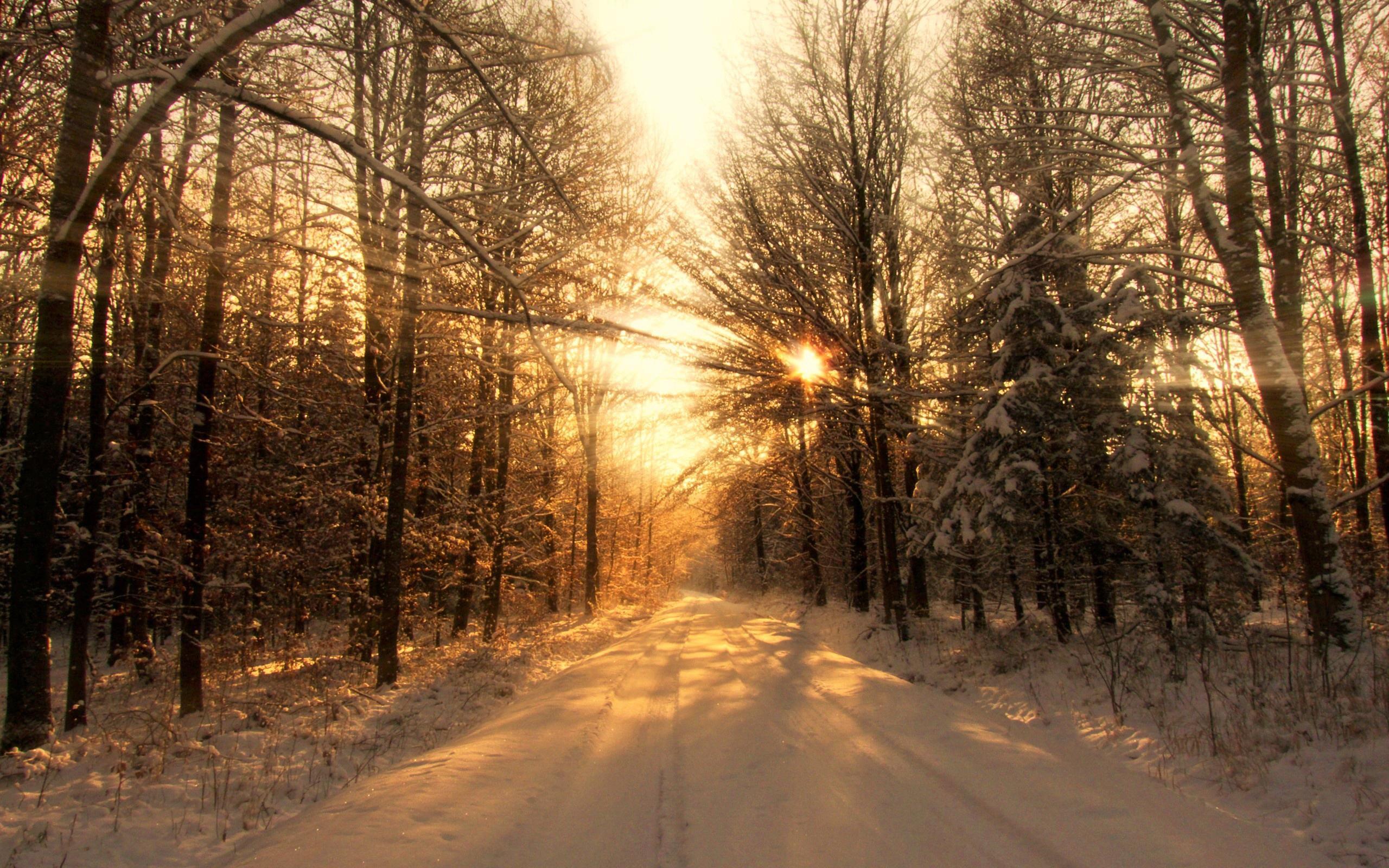 2560x1600 Download desktop wallpaper Winter sunset in the forest