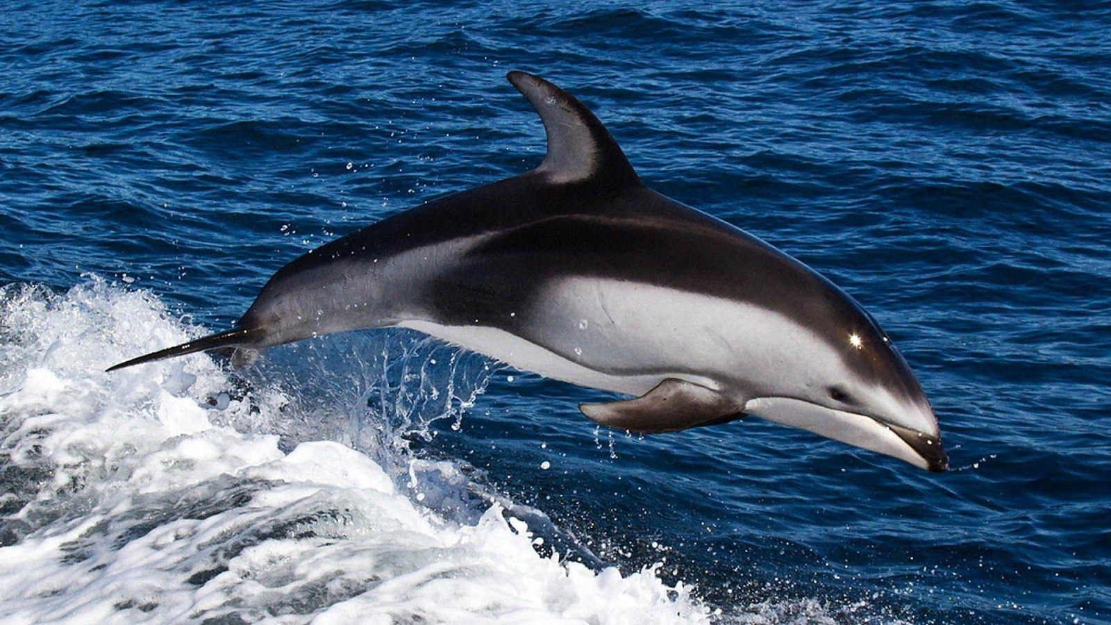1600x900 Dolphins Fish Photo HD Wallpaper