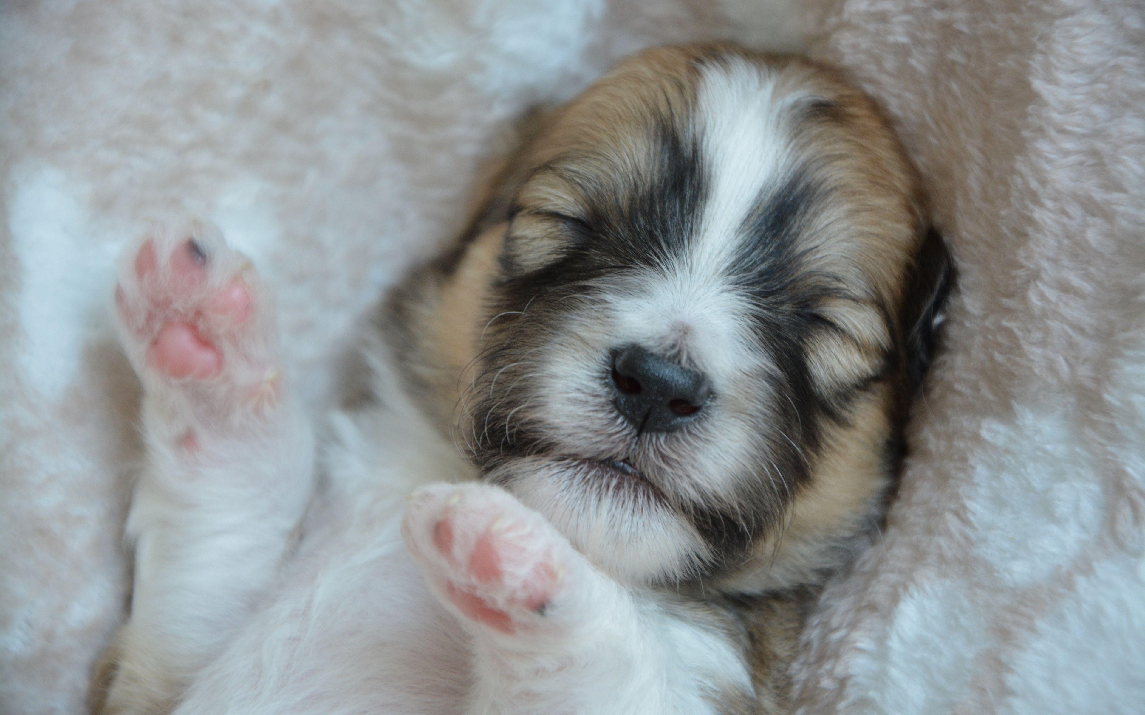 3840x2400 Desktop Wallpaper puppies Dogs Sleep Paws Snout animal