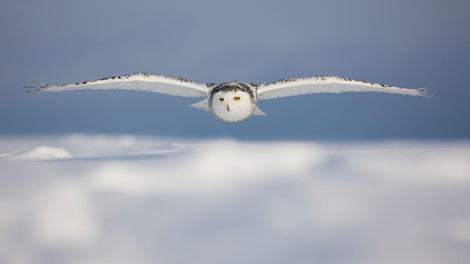 1920x1080 Snowy Owl Wallpaper