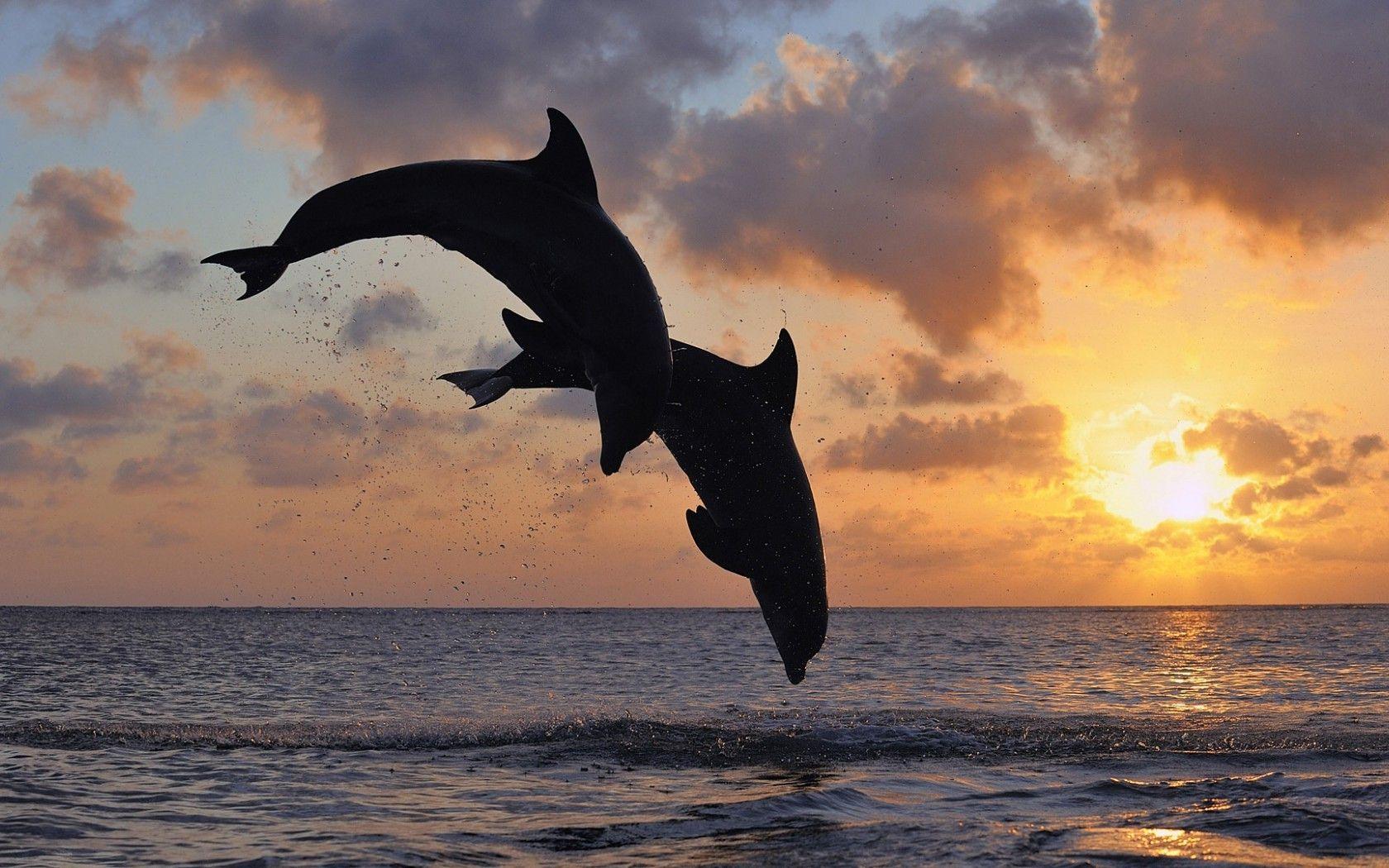 Ocean Dolphin Bottlenose Dolphin background  Best Free Download photos
