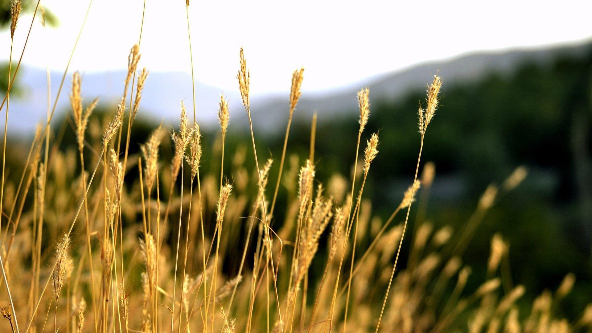 1920x1080 HD Nature Wallpaper, Summer, Landscape, nature, Beauty