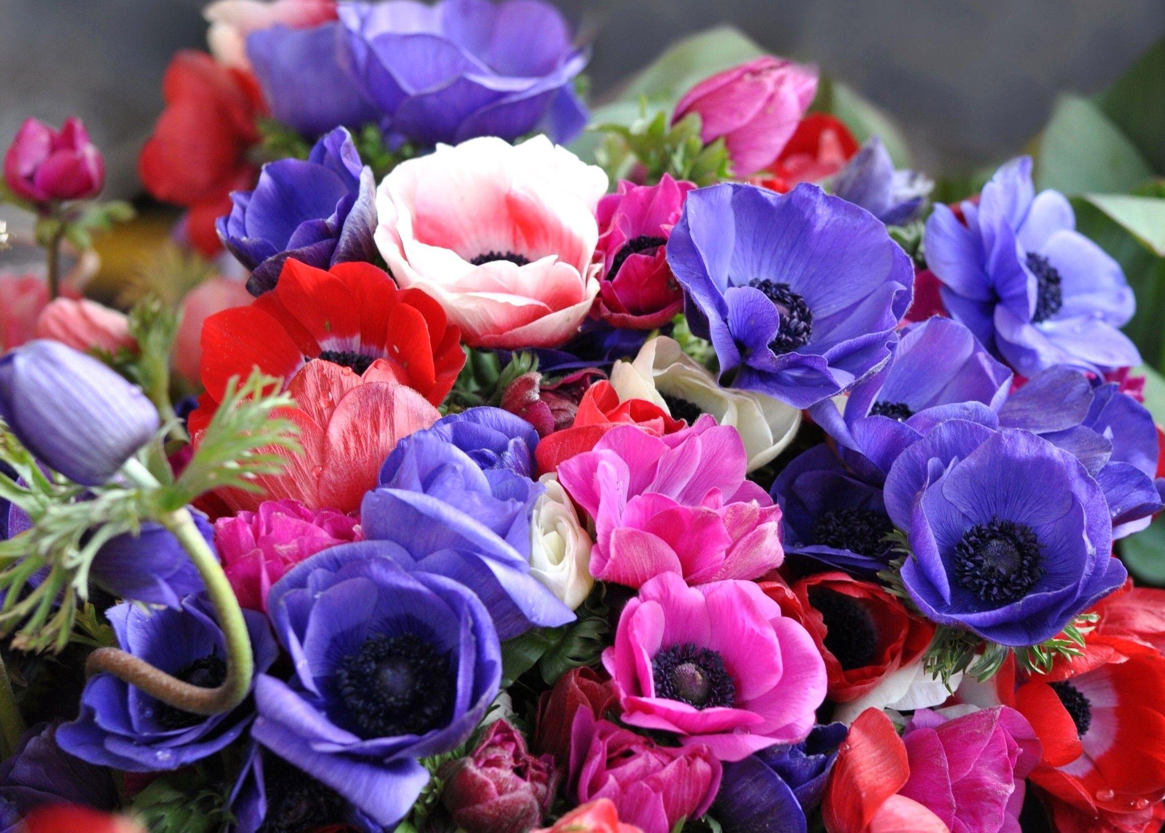 2290x1638 Đẹp, Anemone, Bật, A, Mùa hè, Nhà nhỏ, Máy tính để bàn https://wallpaperaccess.com/full/1319455.jpg