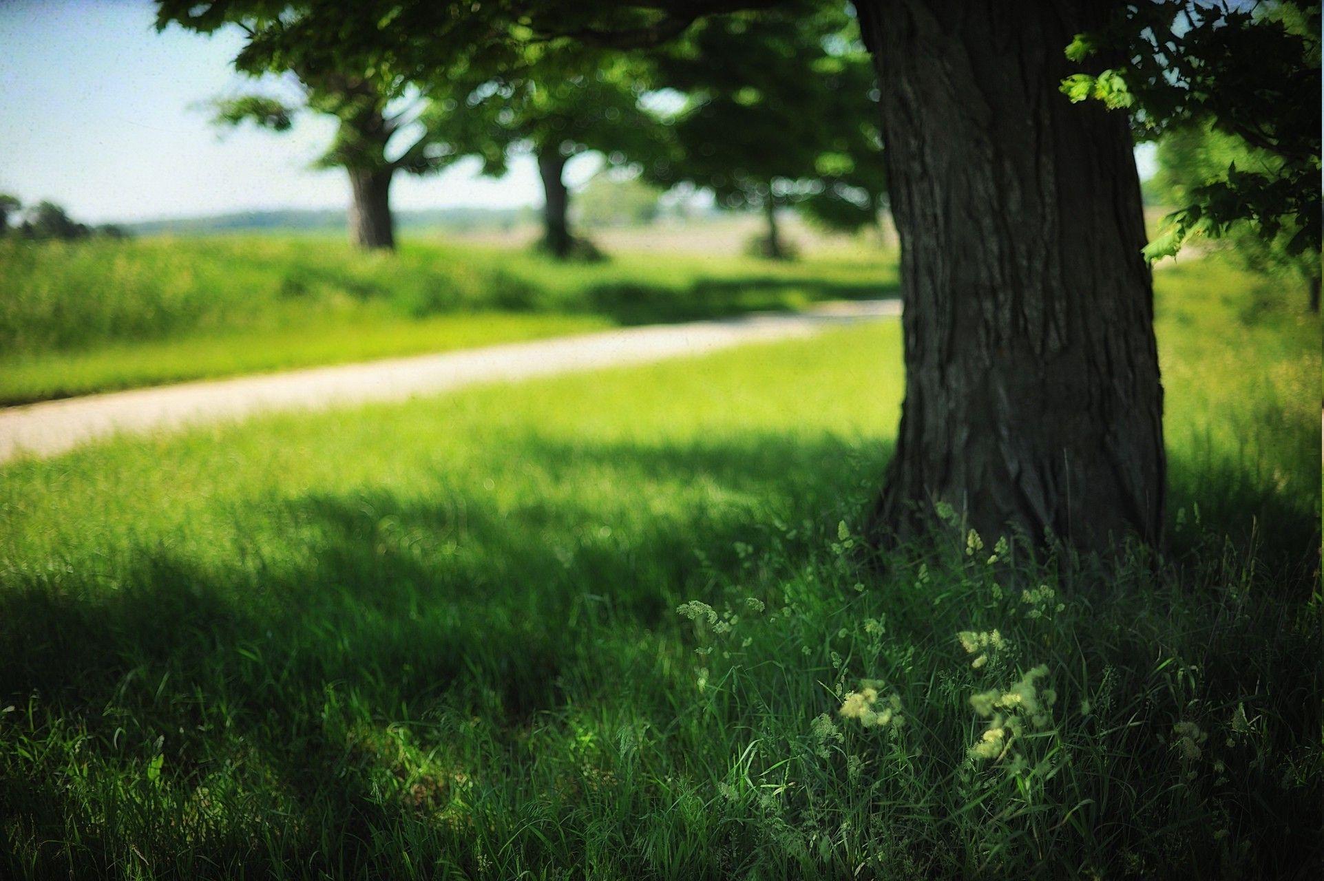 1923x1280 landscape, Field, Trees, Grass, Summer, Nature Wallpaper HD