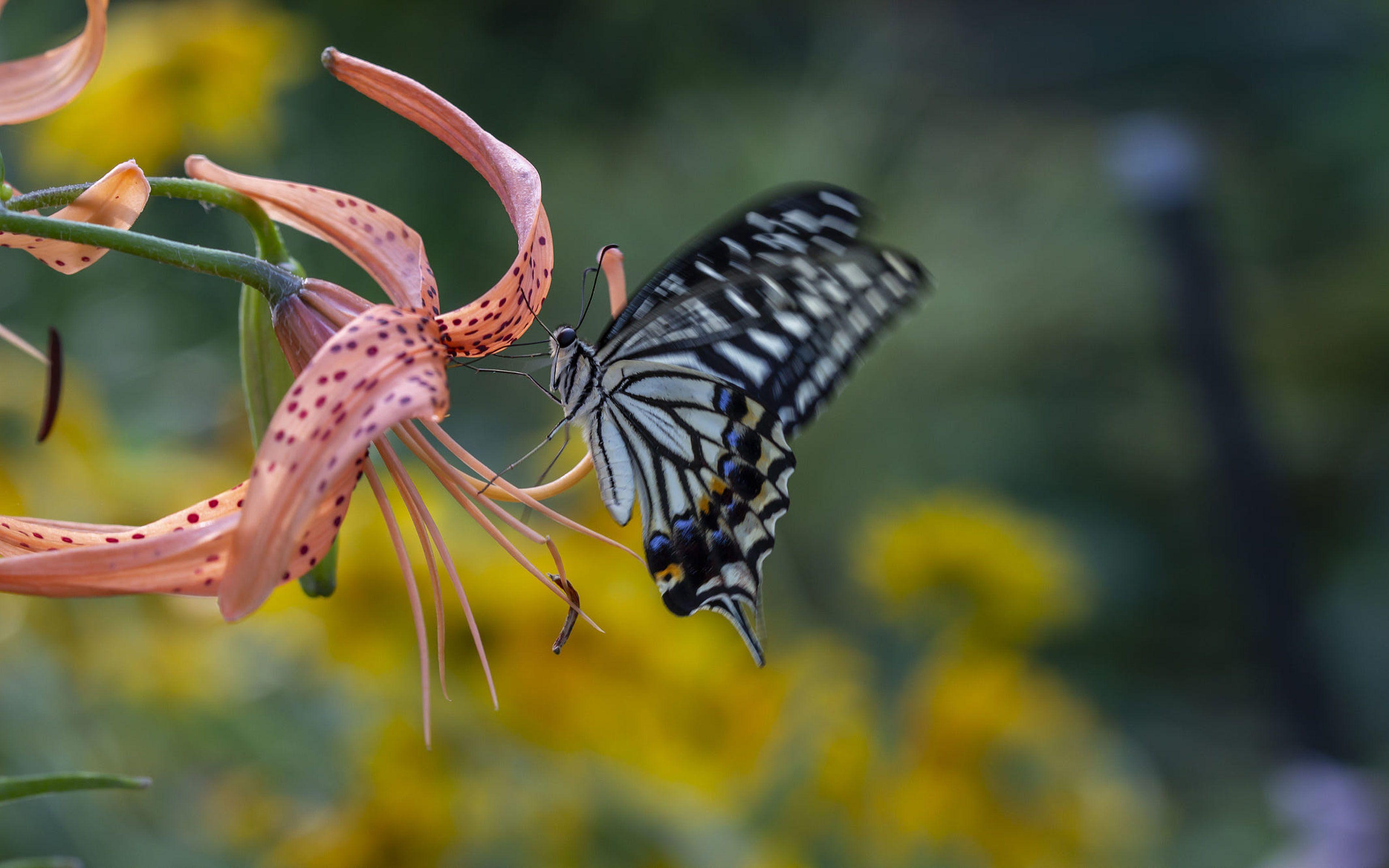 3840x2400 Daylily Hemerocallis Blue Swallowtail Butterfly In https://wallpaperaccess.com/full/1319484.jpg