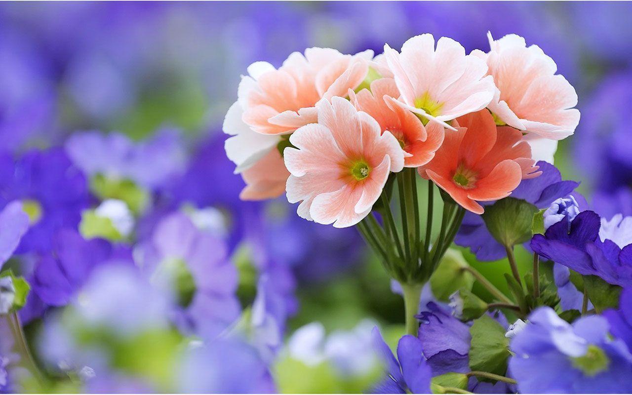 1280x800 HD Flowers Wallpaper