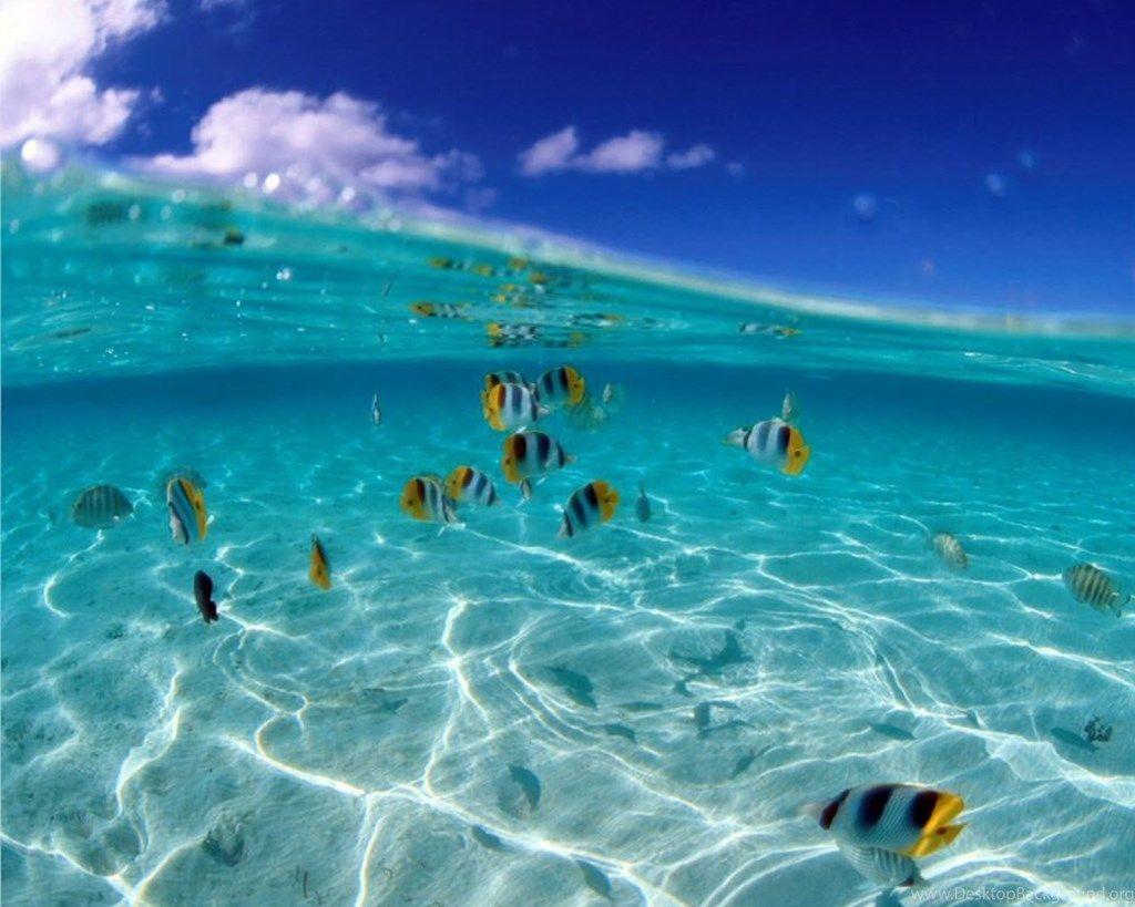1024x819 Tropical Fish Desktop Wallpaper Download Tropical Fish