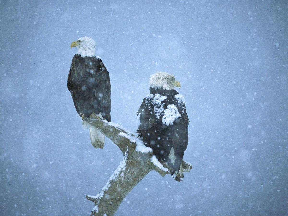 1200x900 Winter Birds Desktop Wallpaper. Winter Bird Photo. Cool