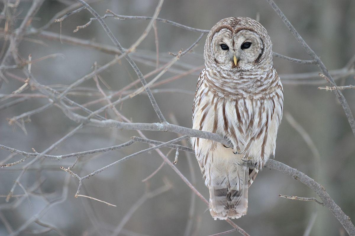 1200x800 Barred owl