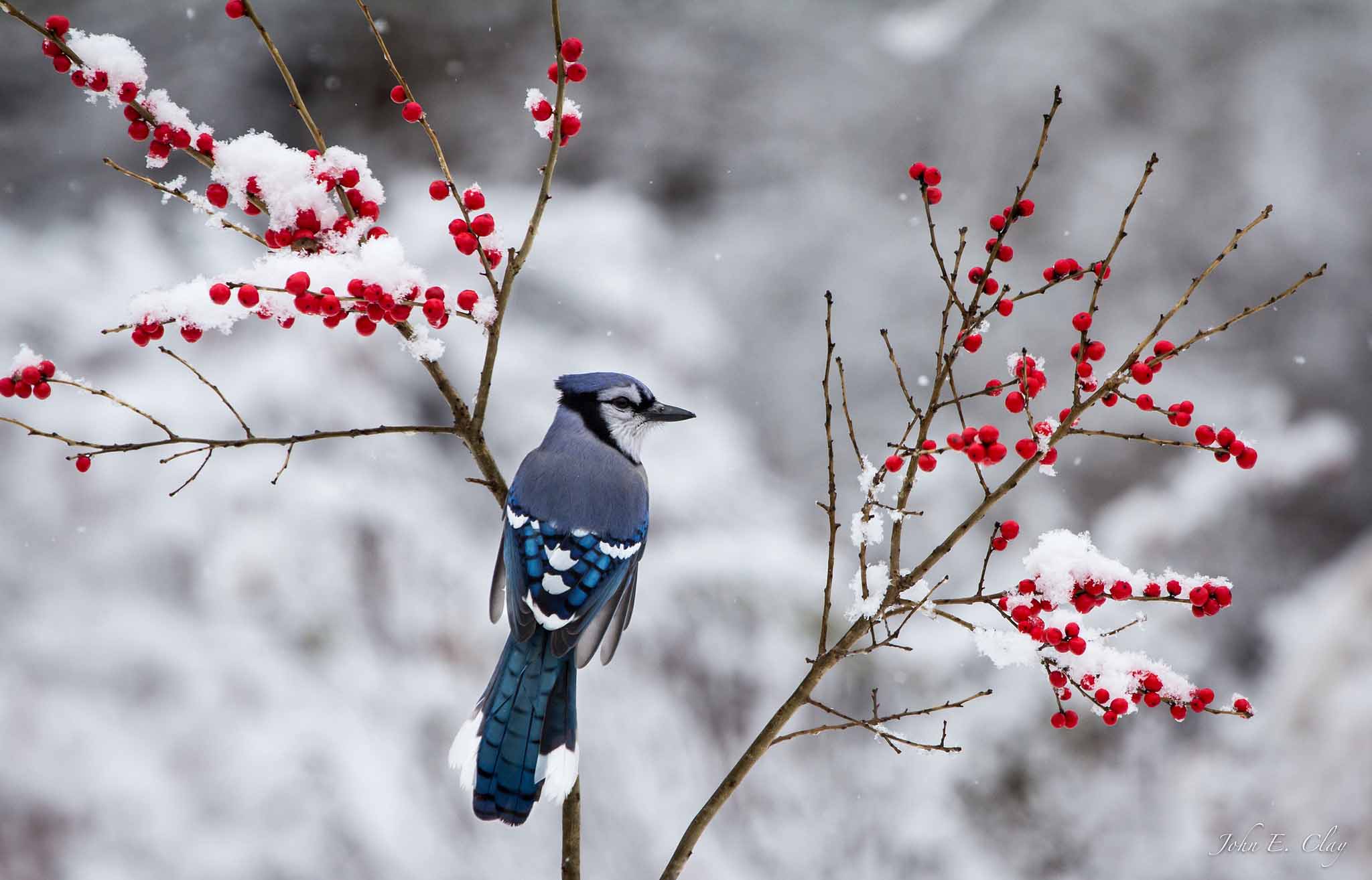 2048x1314 Blue Jay Birds HD Wallpaper