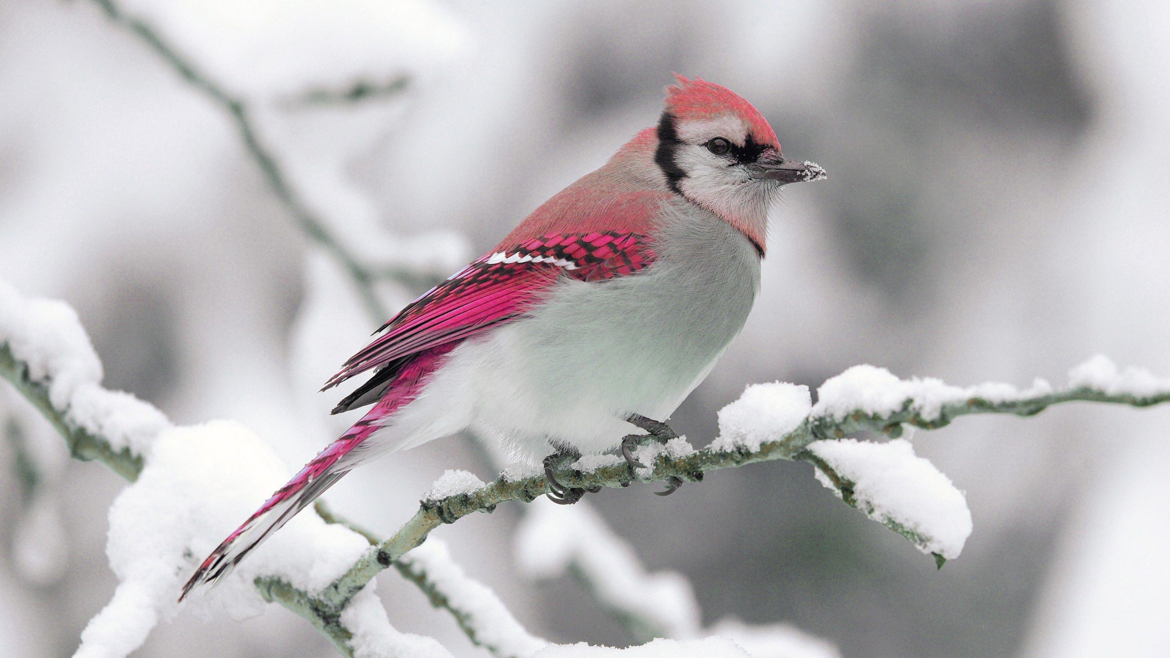 3840x2160 Bird Desktop Wallpaper
