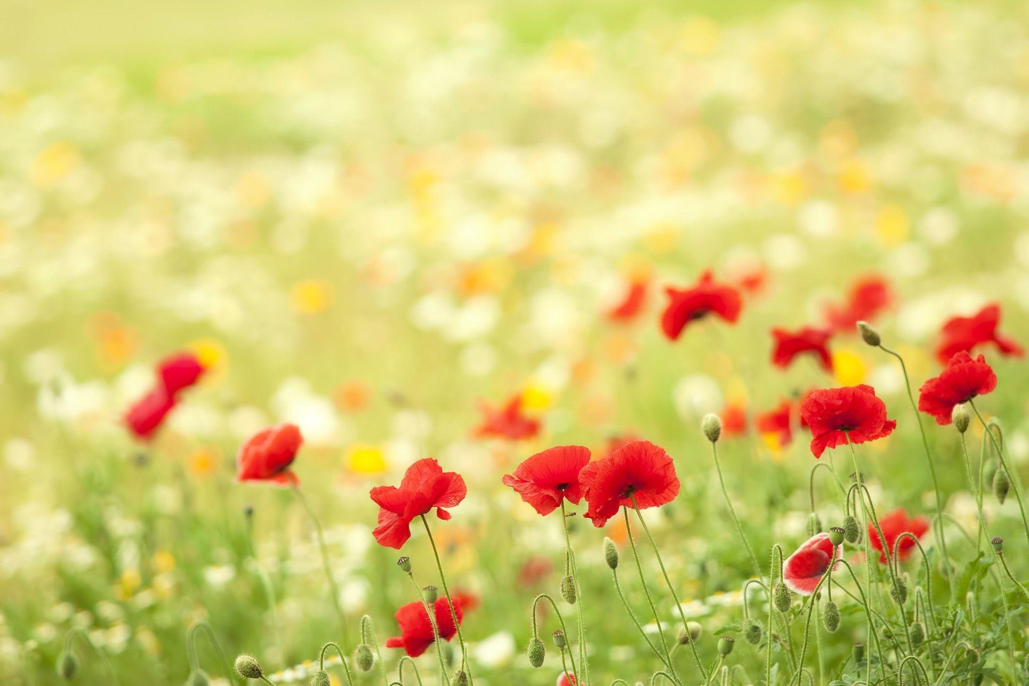 2000x1333 Desktop Wallpaper Background Wallpaper Nature