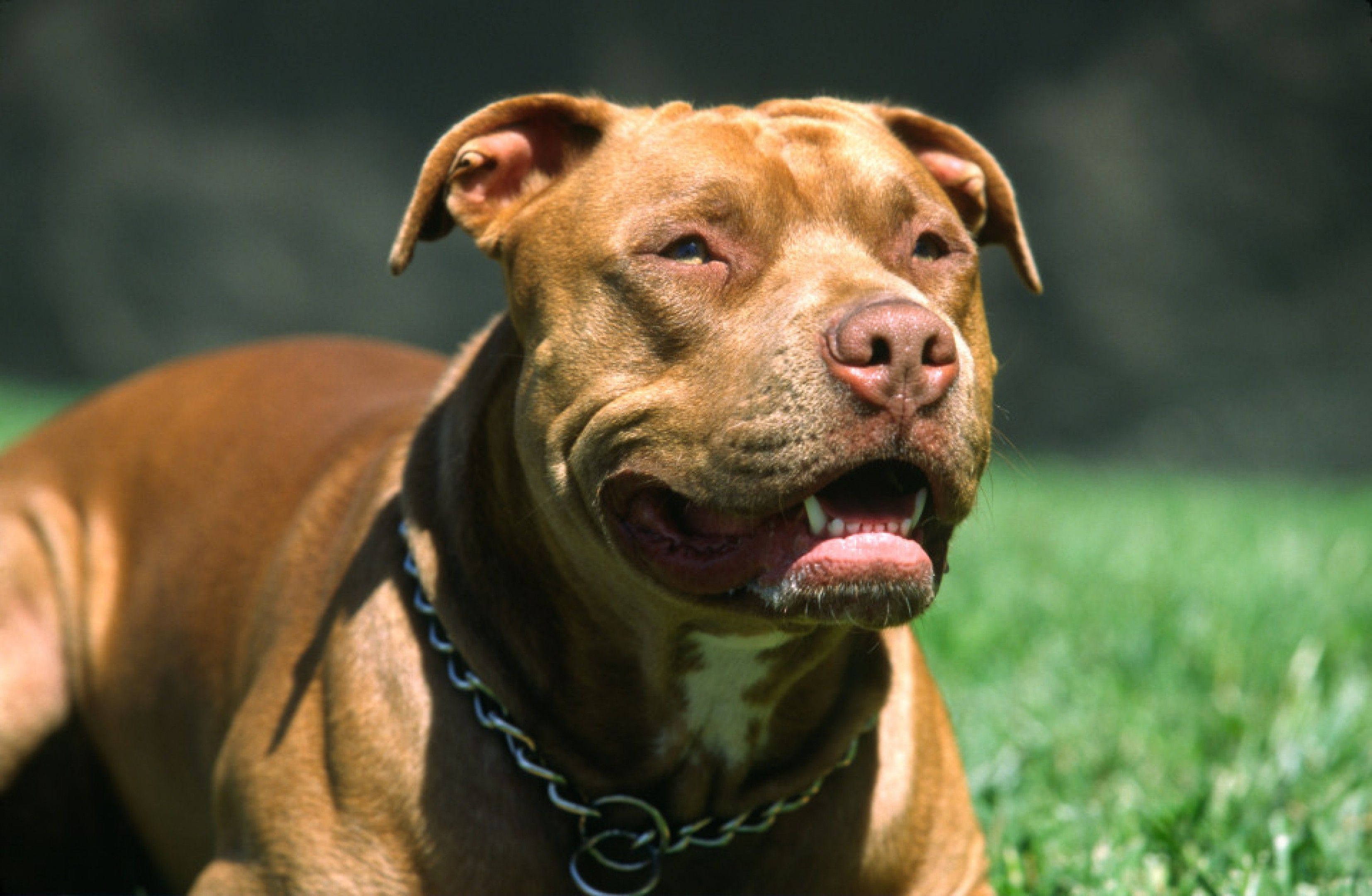 Dangerous Dog Wallpapers - Top Free Dangerous Dog Backgrounds ...