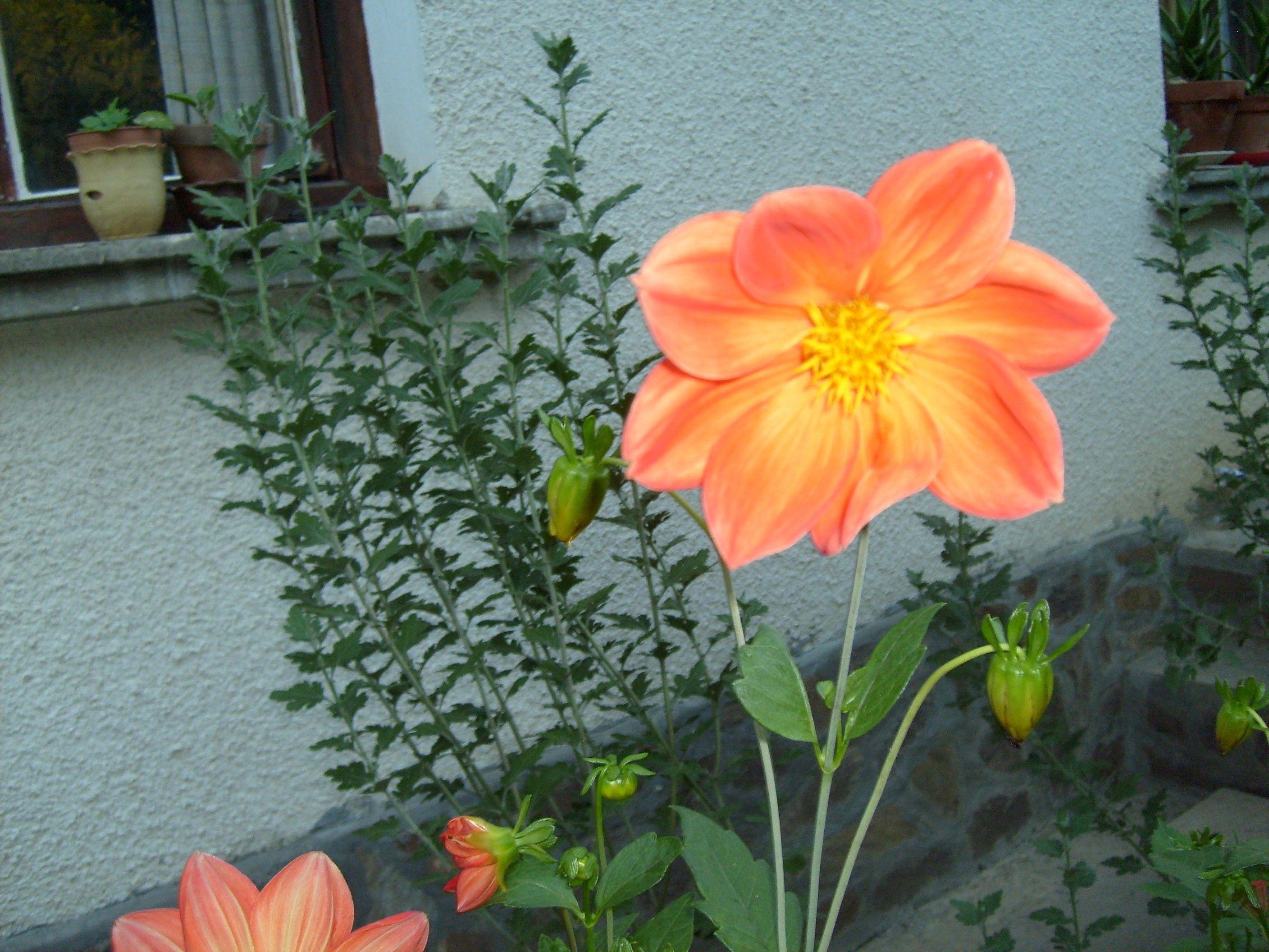 2816x2112 Summer Garden Desktop Wallpaper_hd wallpaper_download free