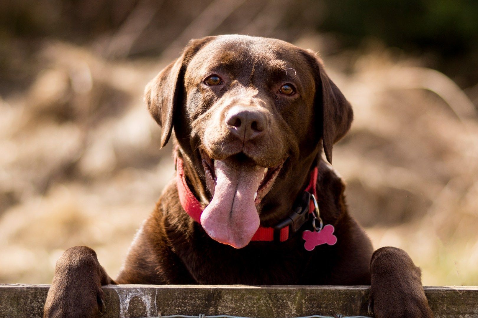 1620x1080 America's most dangerous dog breeds you