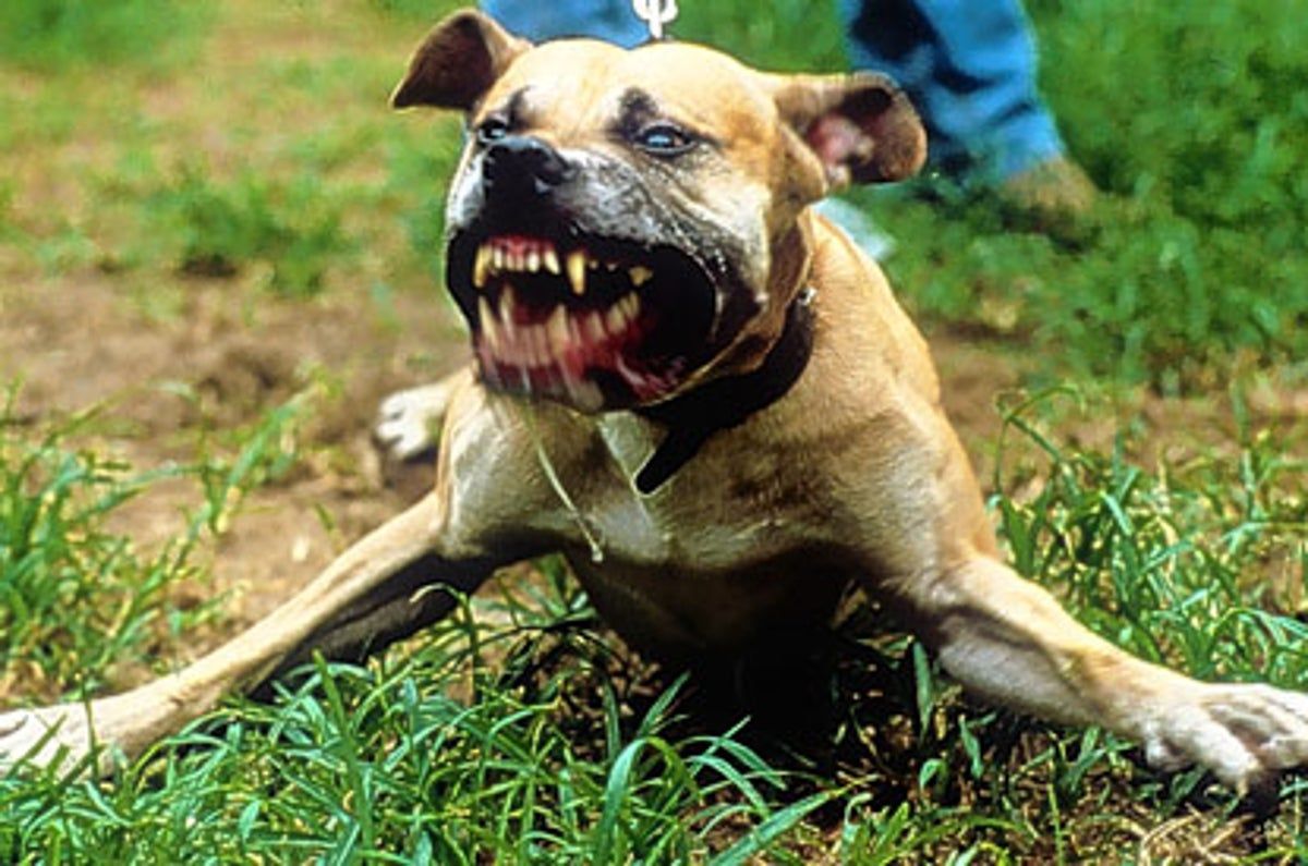 1200x795 Huge rise in dangerous dog seizures as