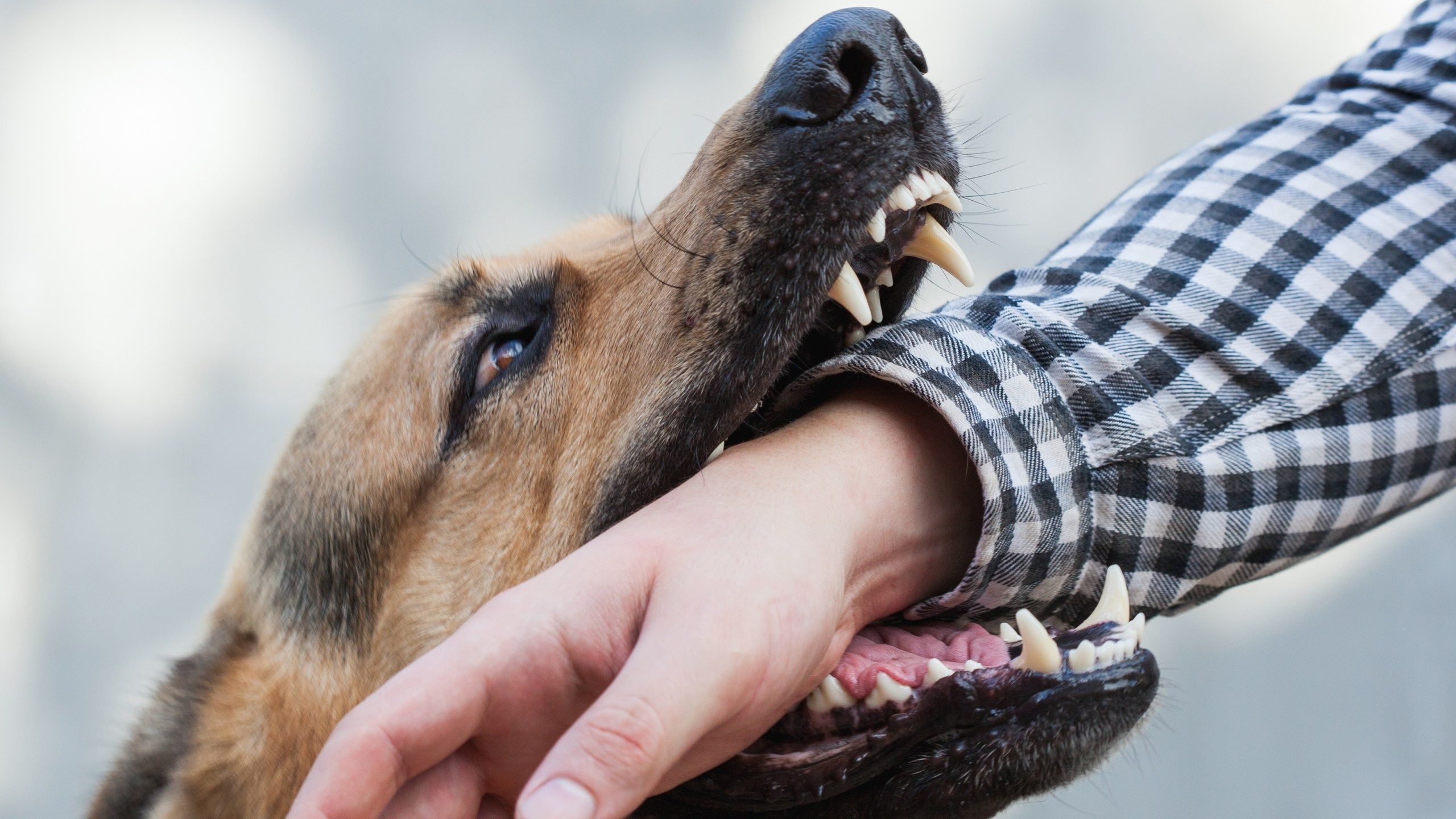 2560x1440 dangerous dog law in Florida