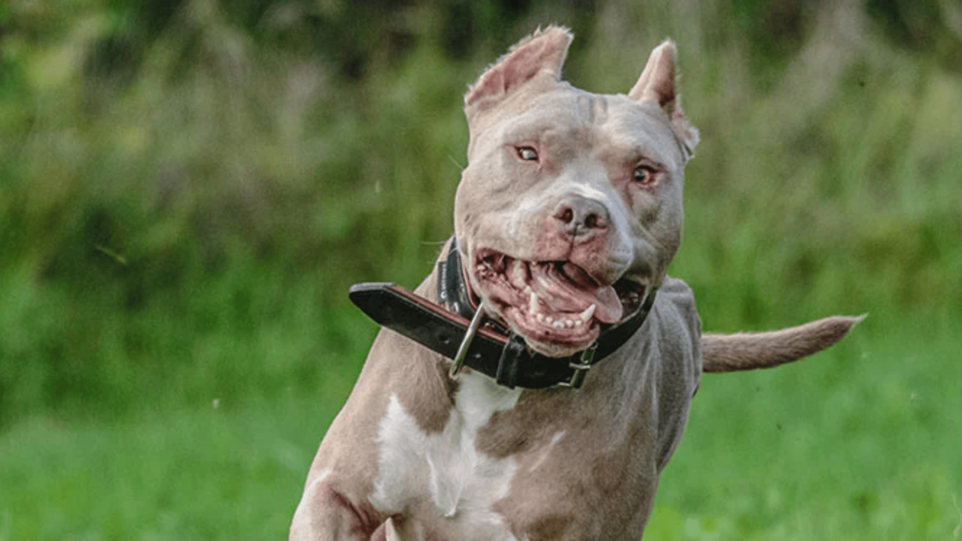 1920x1080 Queensland dangerous dog laws enter