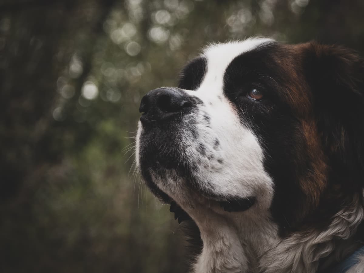 1200x900 Most Aggressive Dog Breeds