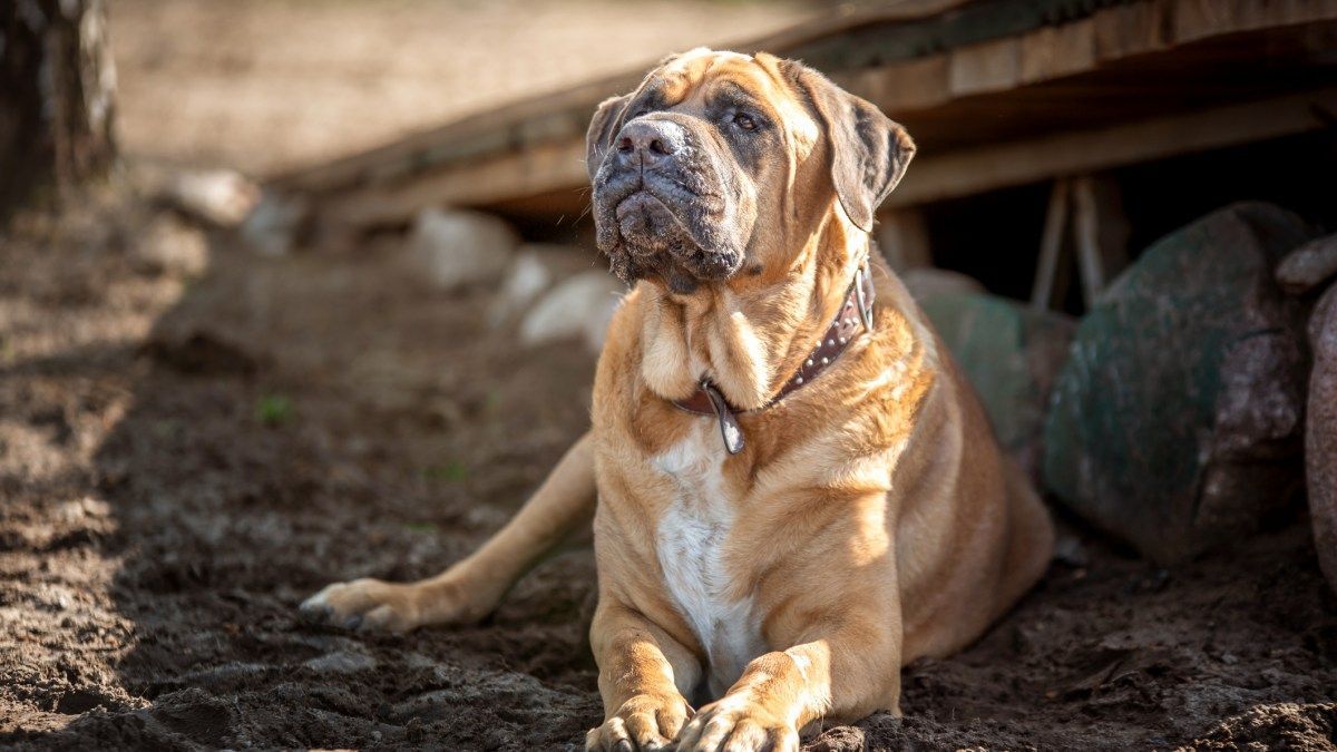 1200x675 Dog breed bans