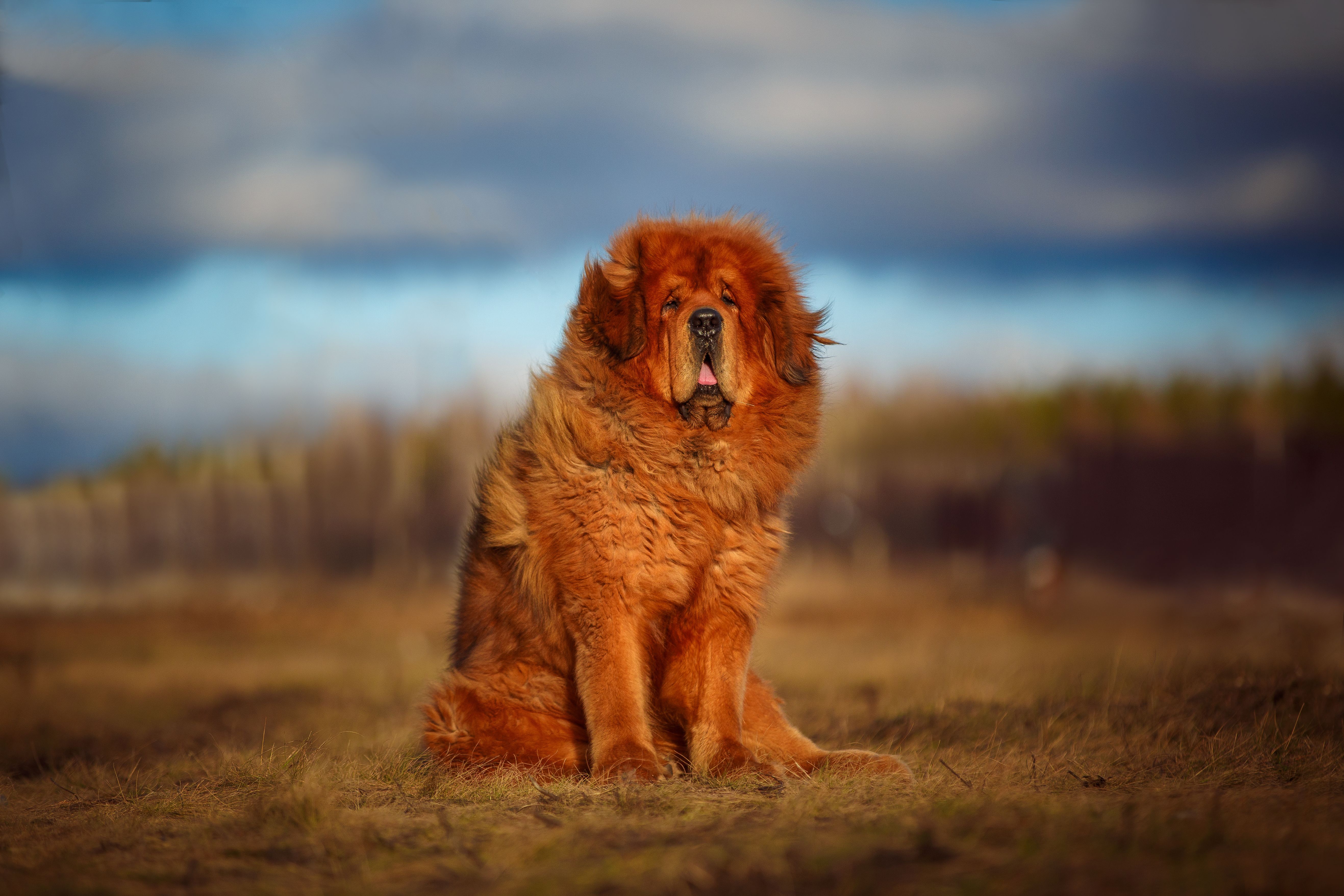5269x3513 most dangerous dogs