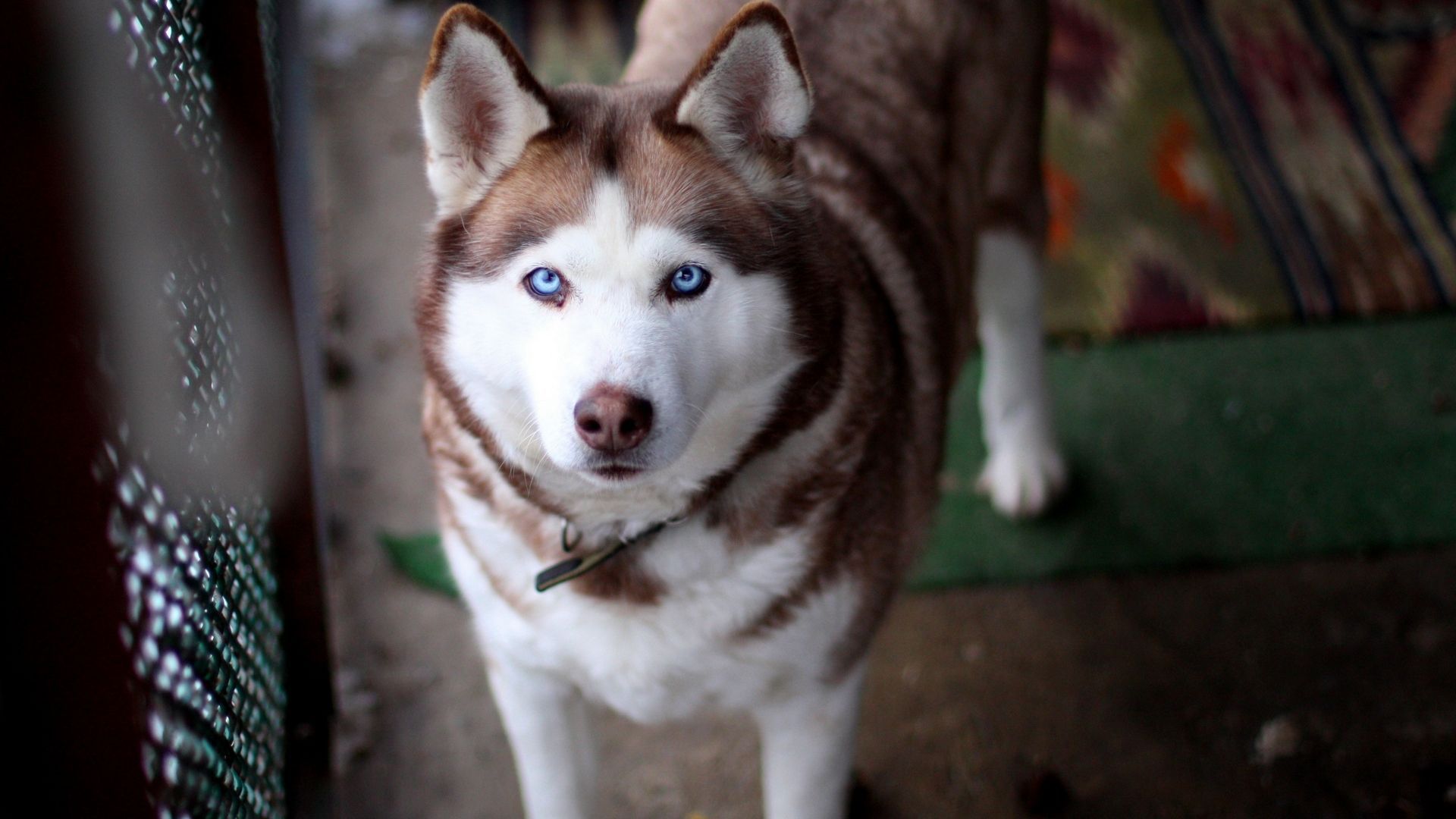 1920x1080 HD desktop wallpaper: Animal, Husky