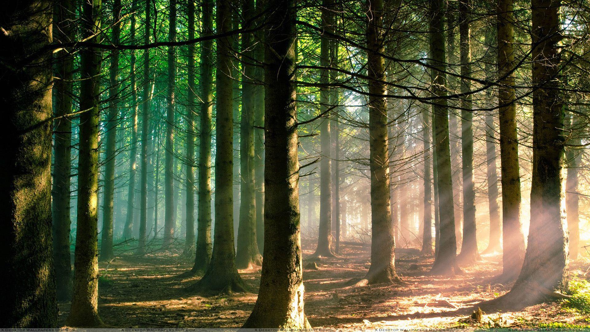 Tumblr Forest Desktop Wallpapers - Top Free Tumblr Forest Desktop ...