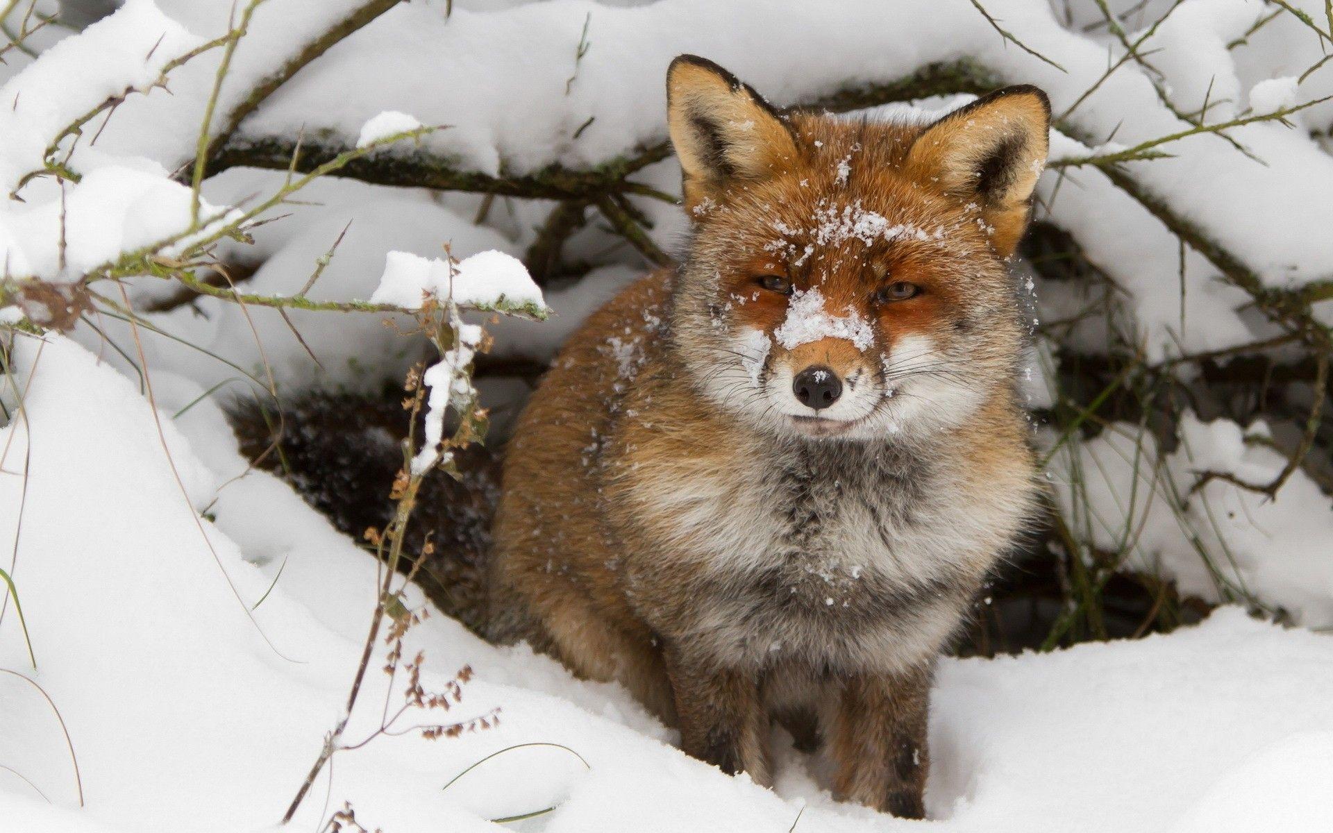 Winter Animals Desktop Wallpapers Top Free Winter Animals Desktop 