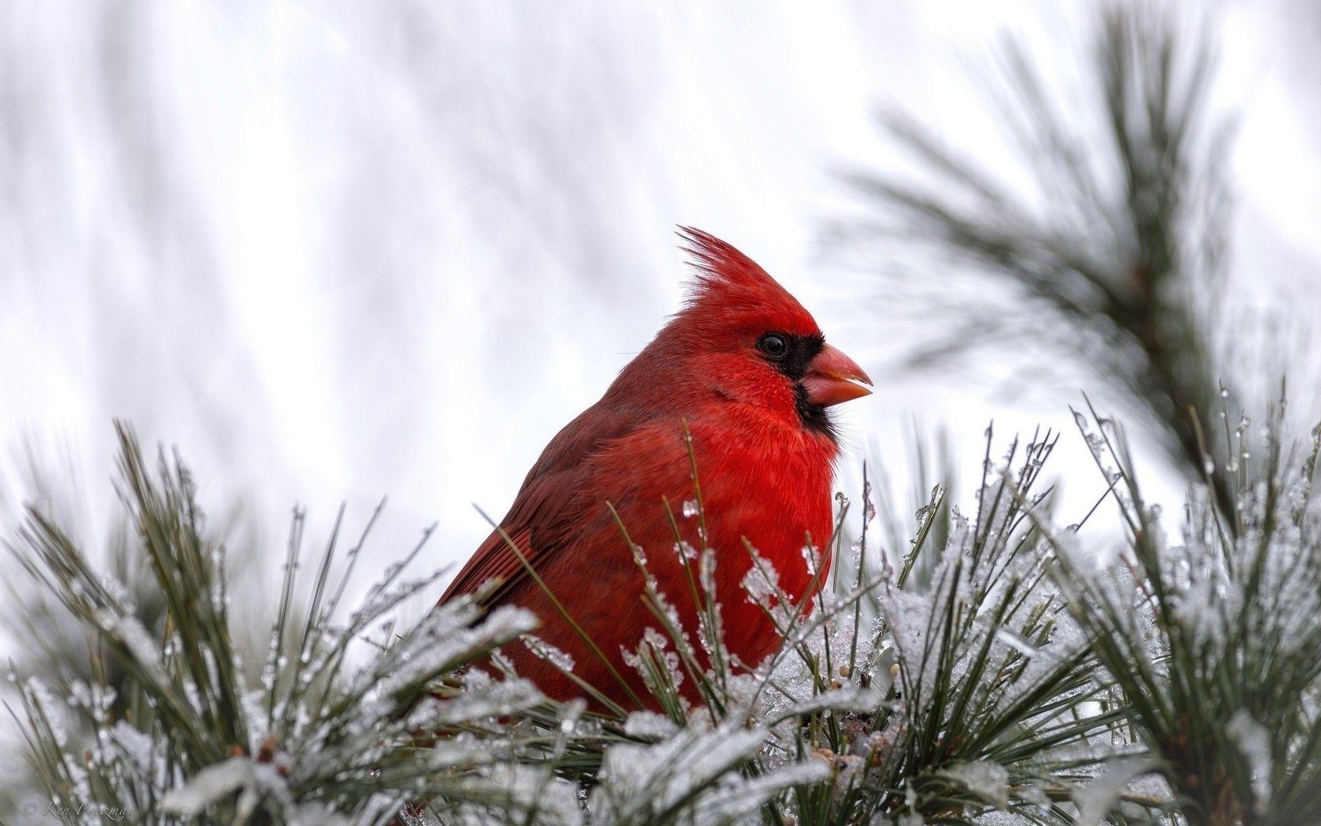 1920x1200 Red Bird Wallpaper