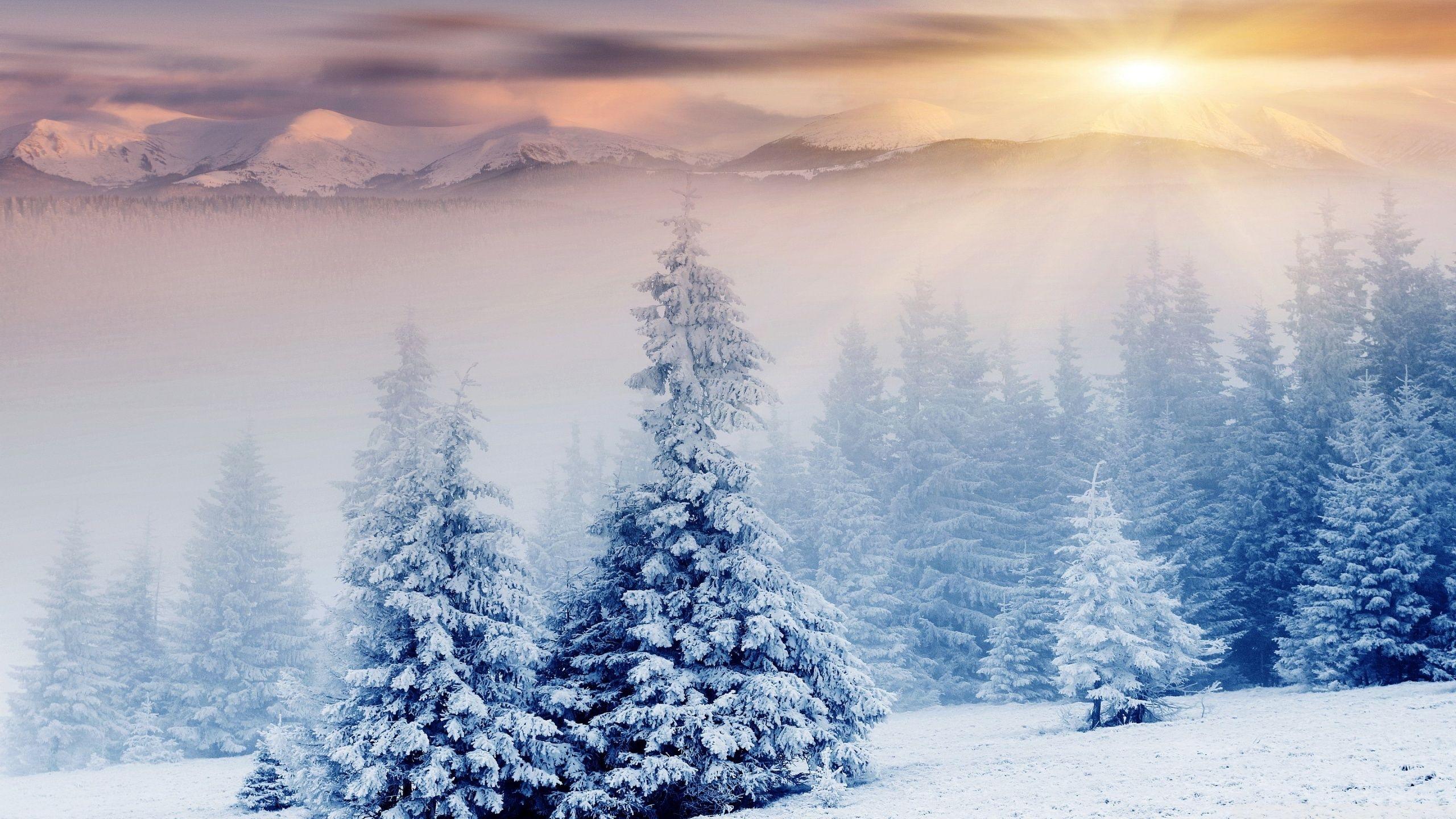 Winter Wonderland Desktop Wallpapers Top Free Winter Wonderland