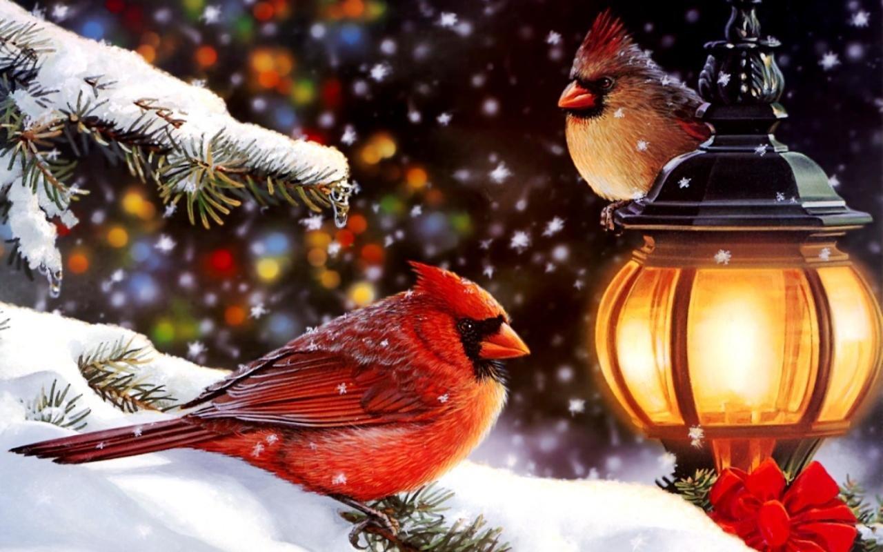 Free download of bird paintings snow birds cardinal art red print winter  wallpaper [736x906] for your Desktop, Mobile & Tablet | Explore 42+ Cardinal  Birds in Snow Wallpaper | Cardinals in Snow