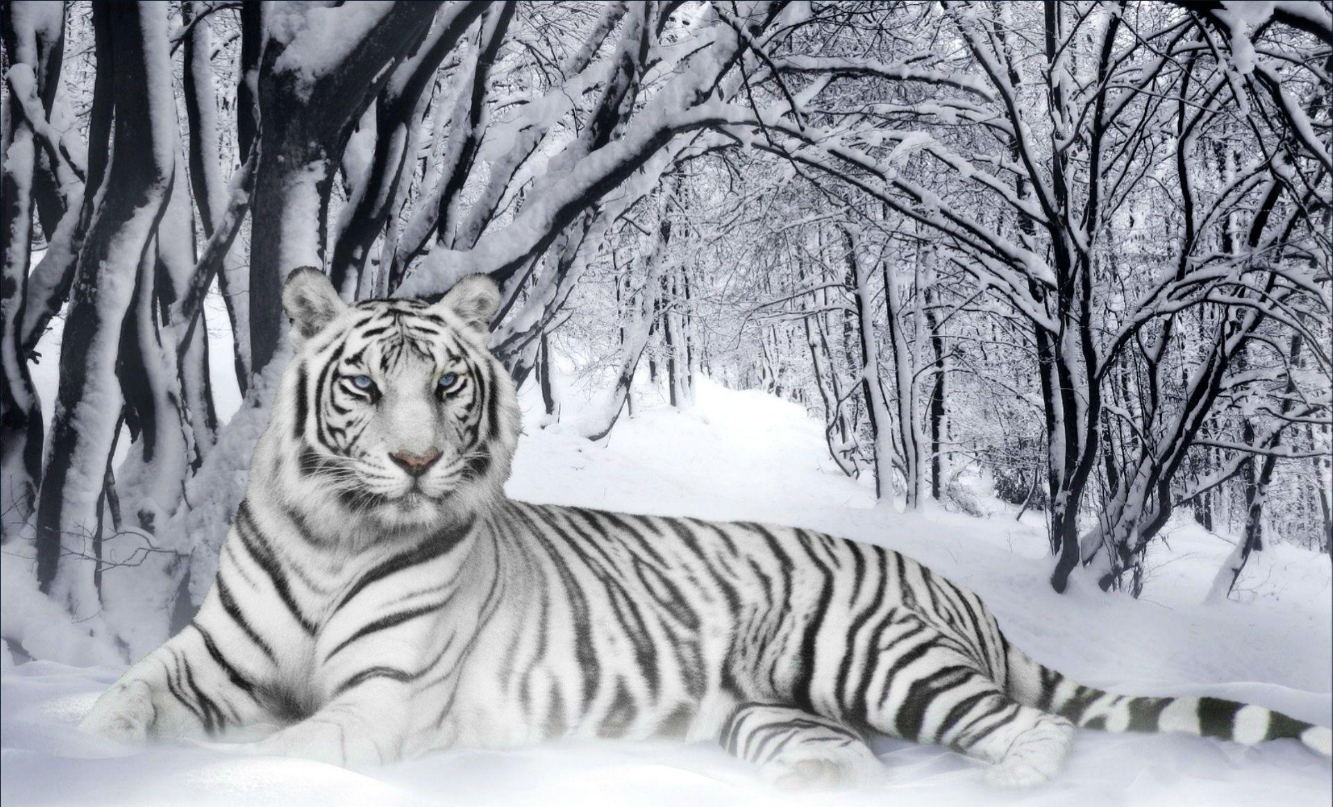1920x1163 Winter Tiger HD Background Wallpaper 19611