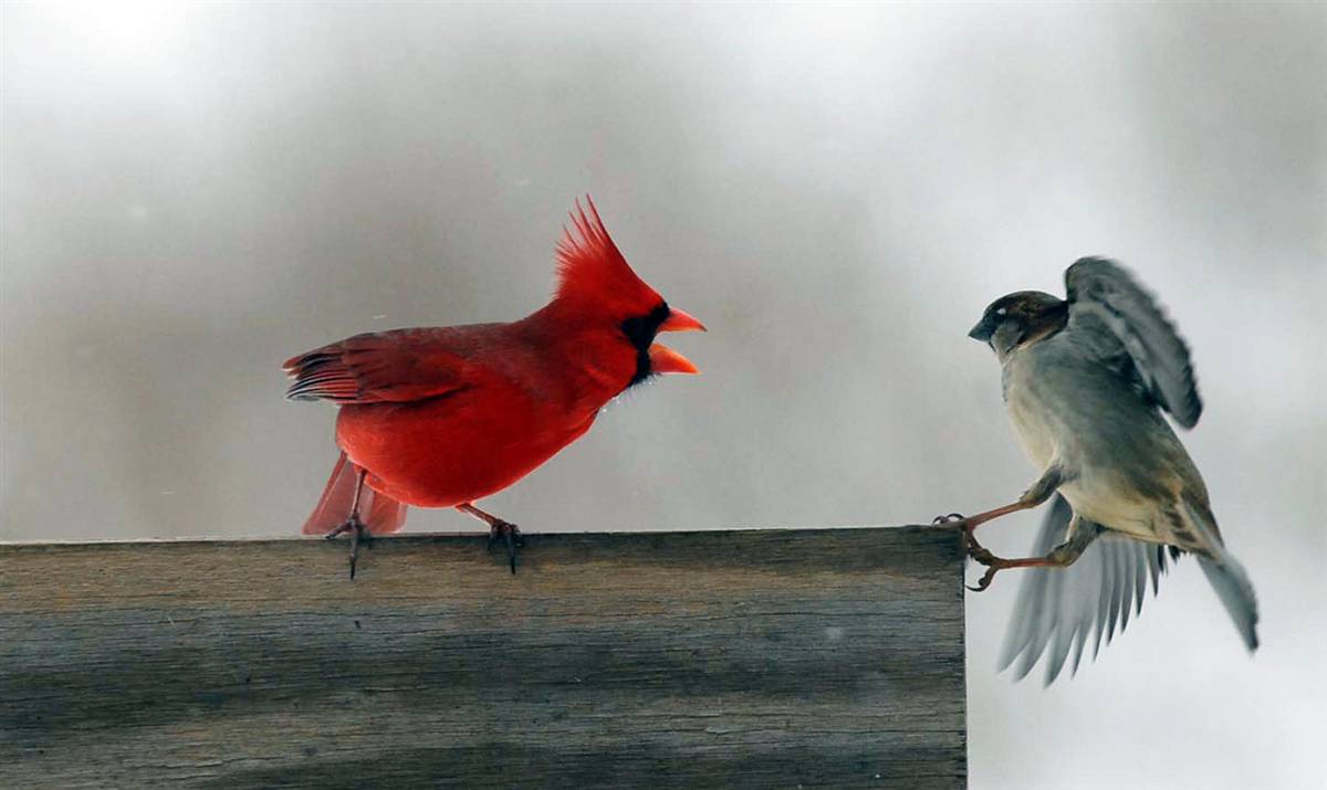 1200x715 Winter Cardinal Wallpaper
