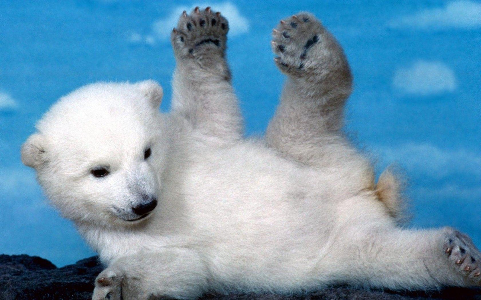 1680x1050 Sympathy Young Polar Bear Playing Desktop Wallpaper HD