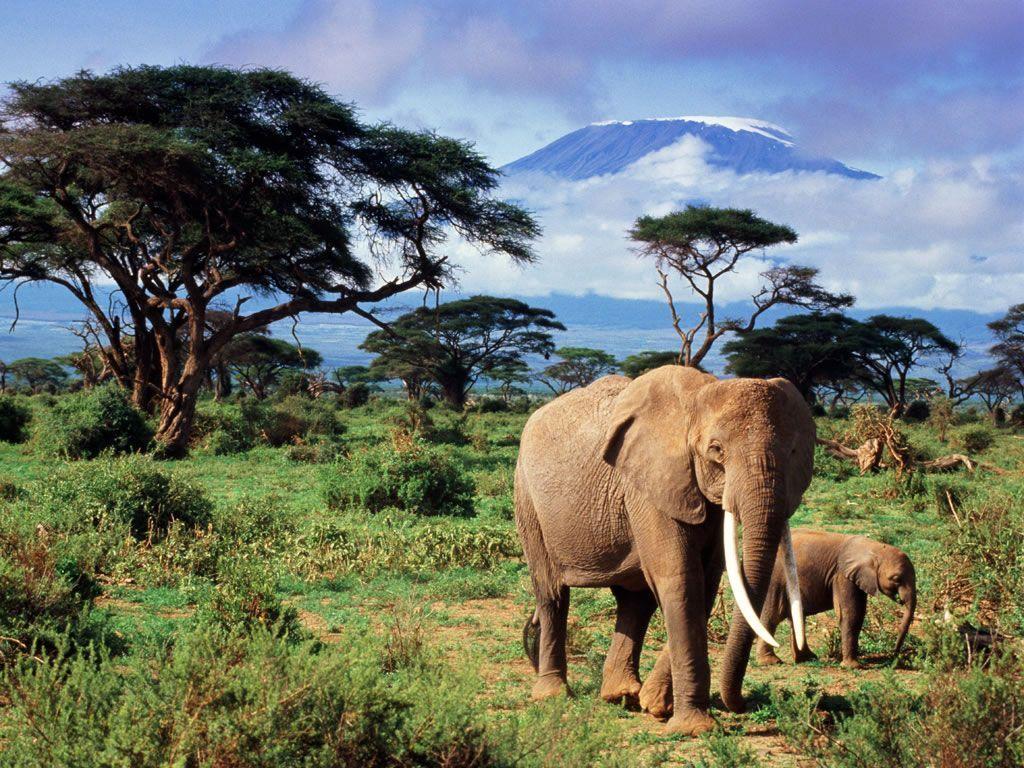 1024x768 Safari Wallpaper