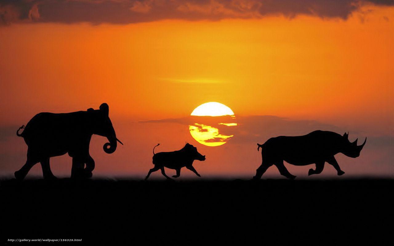 Wild Safari Wallpapers - Top Free Wild Safari Backgrounds - WallpaperAccess