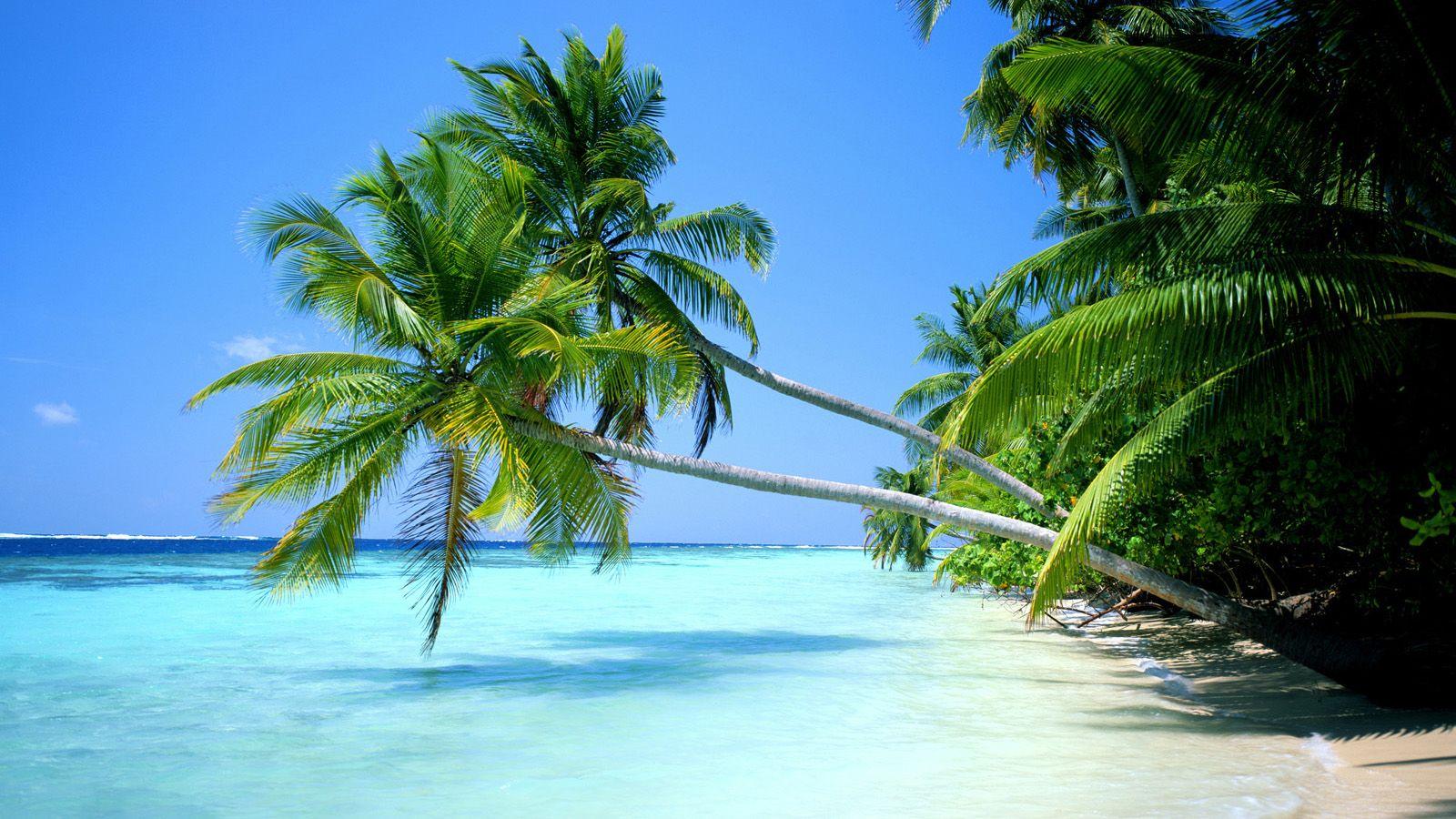 1600x900 Widescreen Tropical Desktop Background Wallpaper