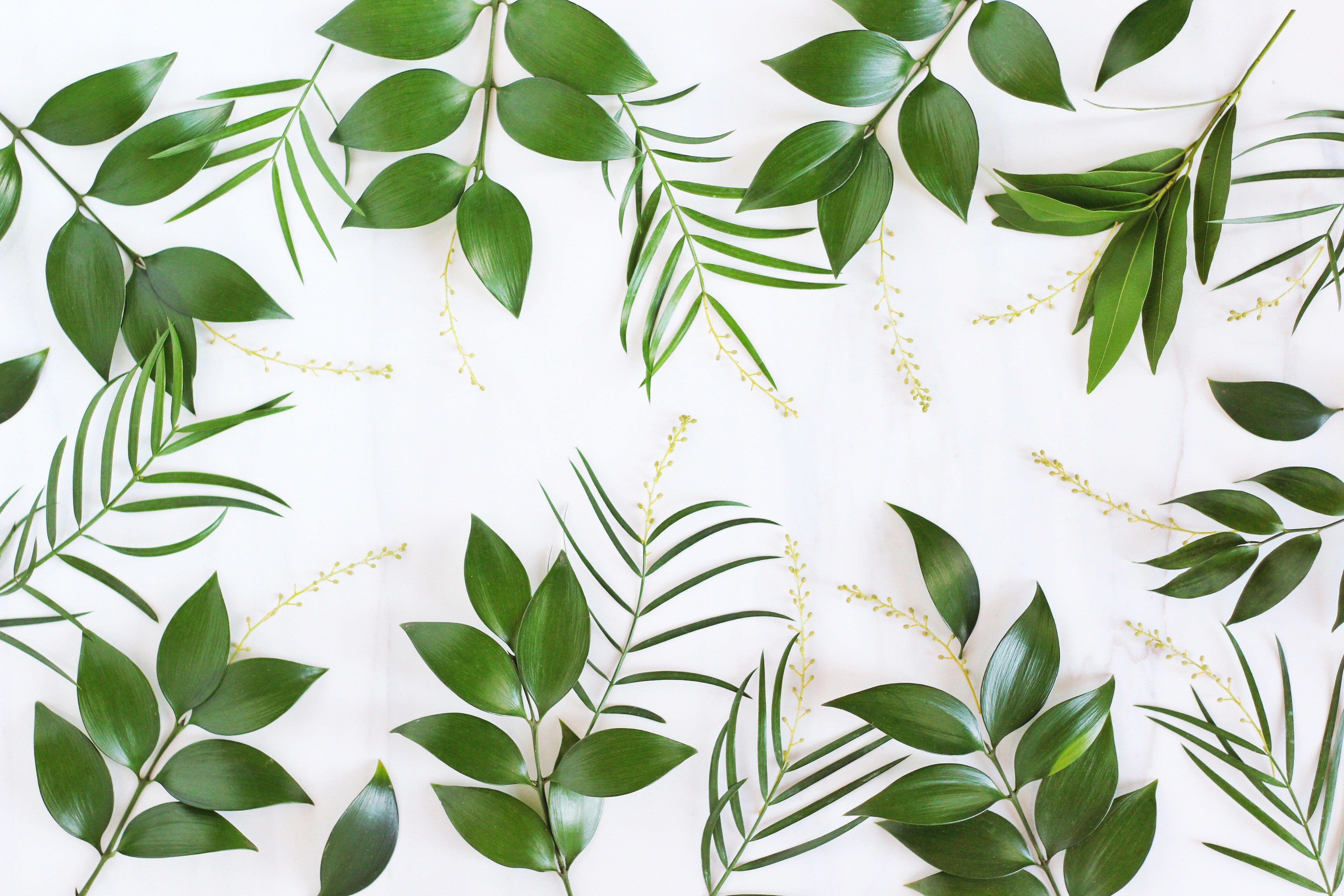 5184x3456 Tropical Leaves Desktop Wallpaper at
