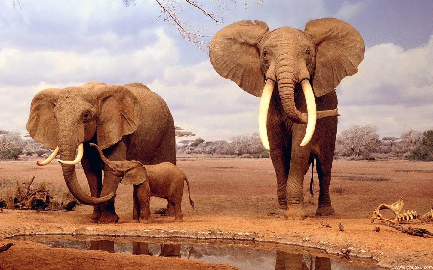 1440x900 Safari Wallpaper