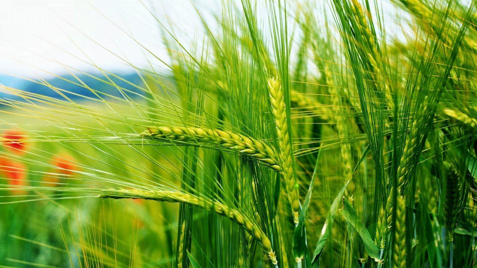 1600x900 Download Nature Wallpaper Full HD 1080p Photo Desktop
