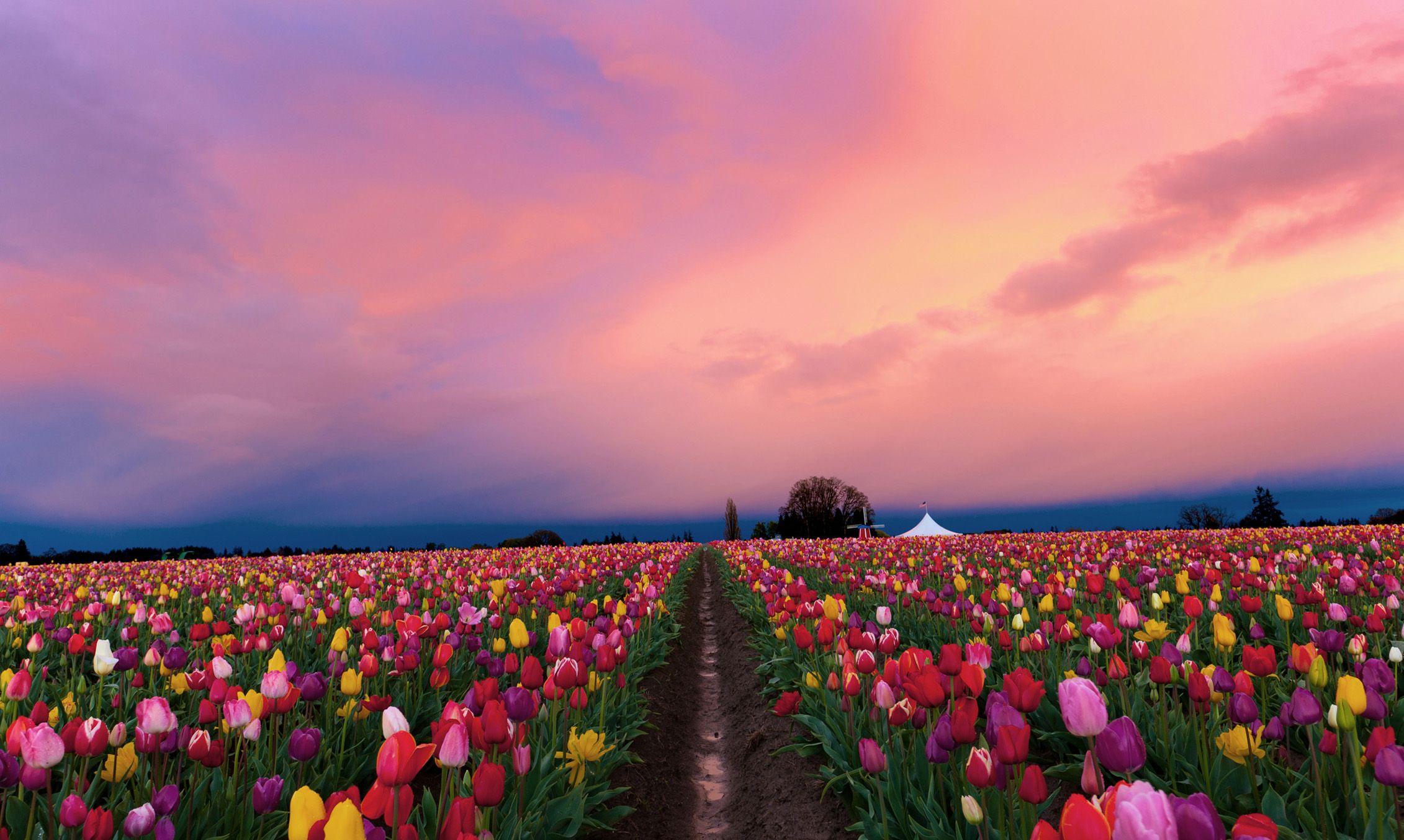 2262x1354 desktop background for mac free