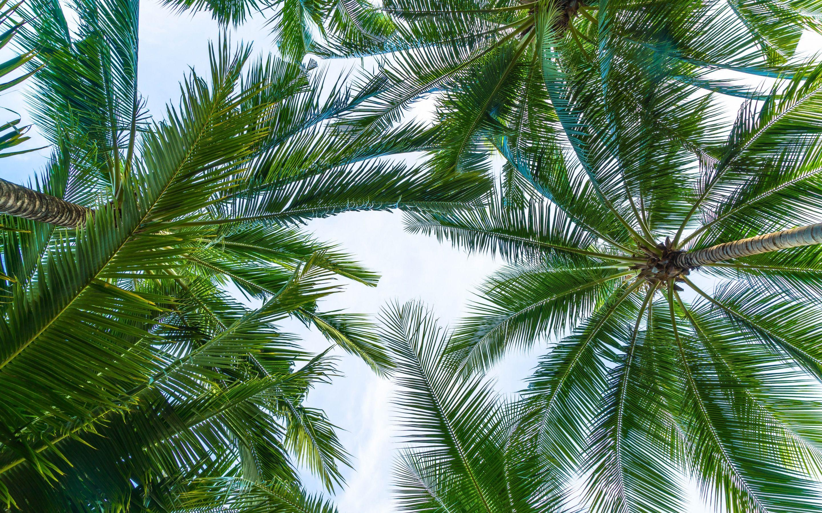 2880x1800 Download wallpaper palm leaves, bottom view, sky, green leaves