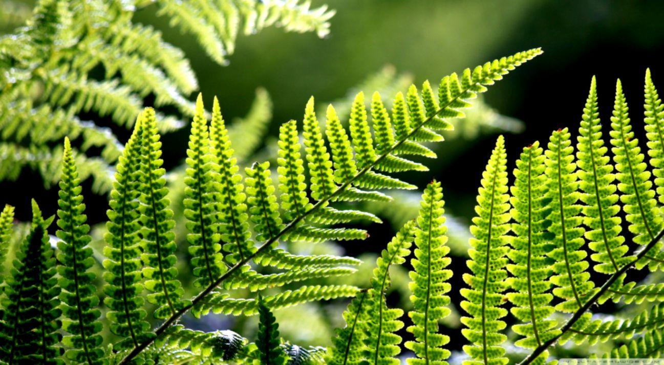 1297x714 Leaves Desktop Wallpaper